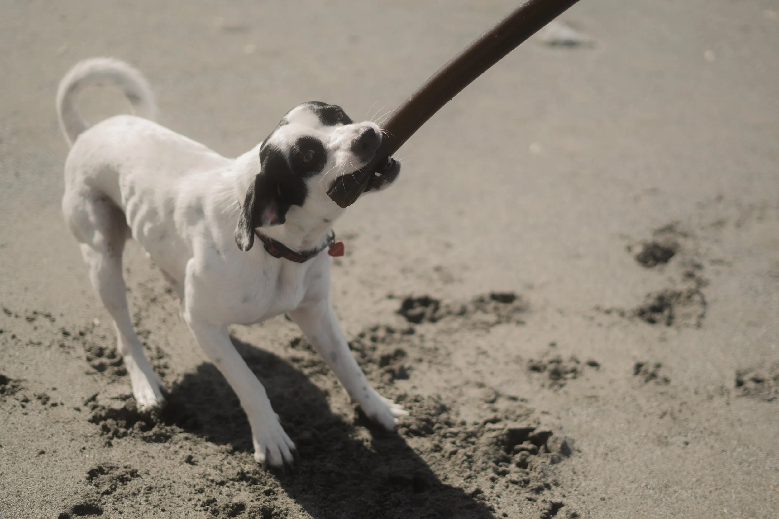 Pets-41.jpg