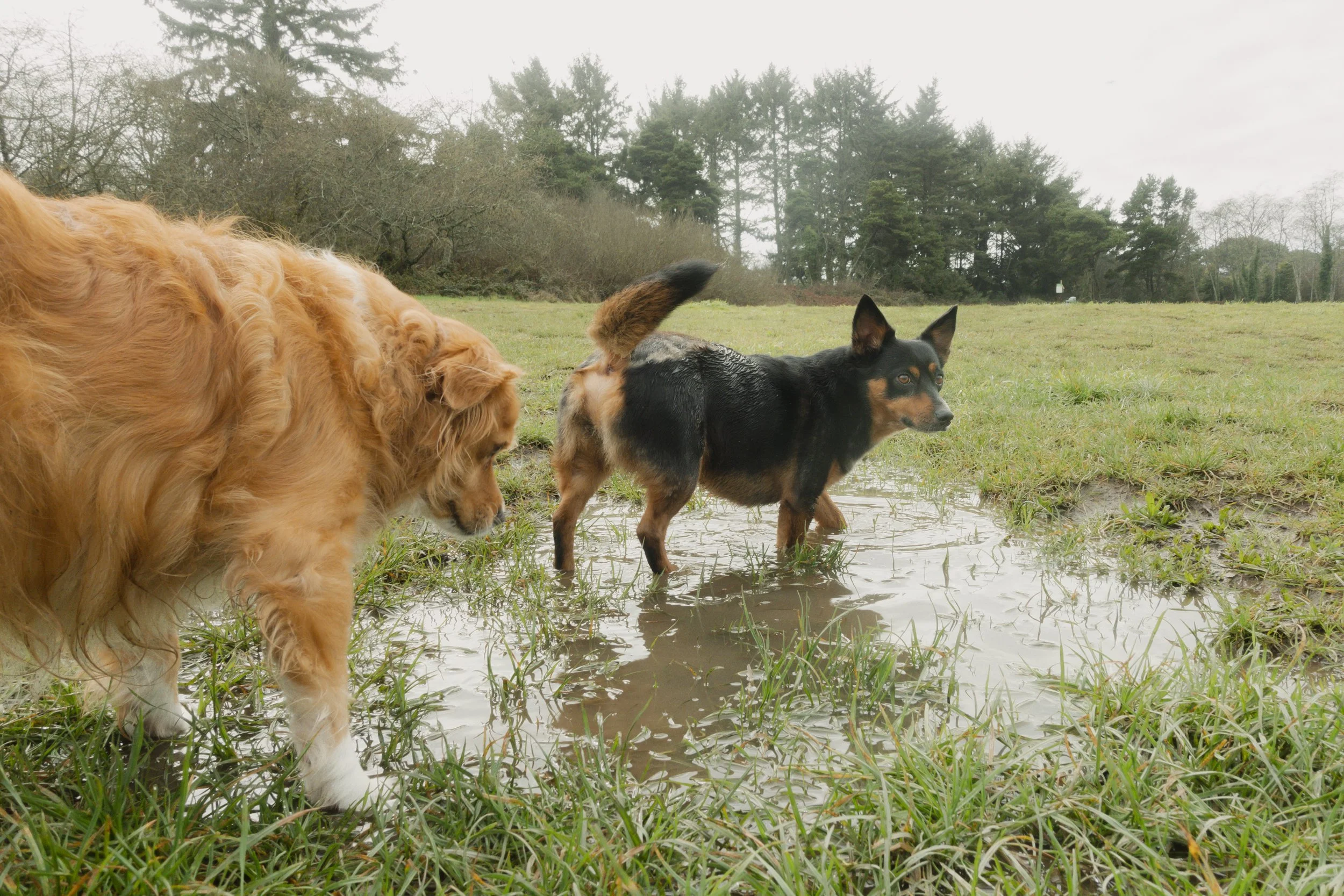 Pets-118.jpg