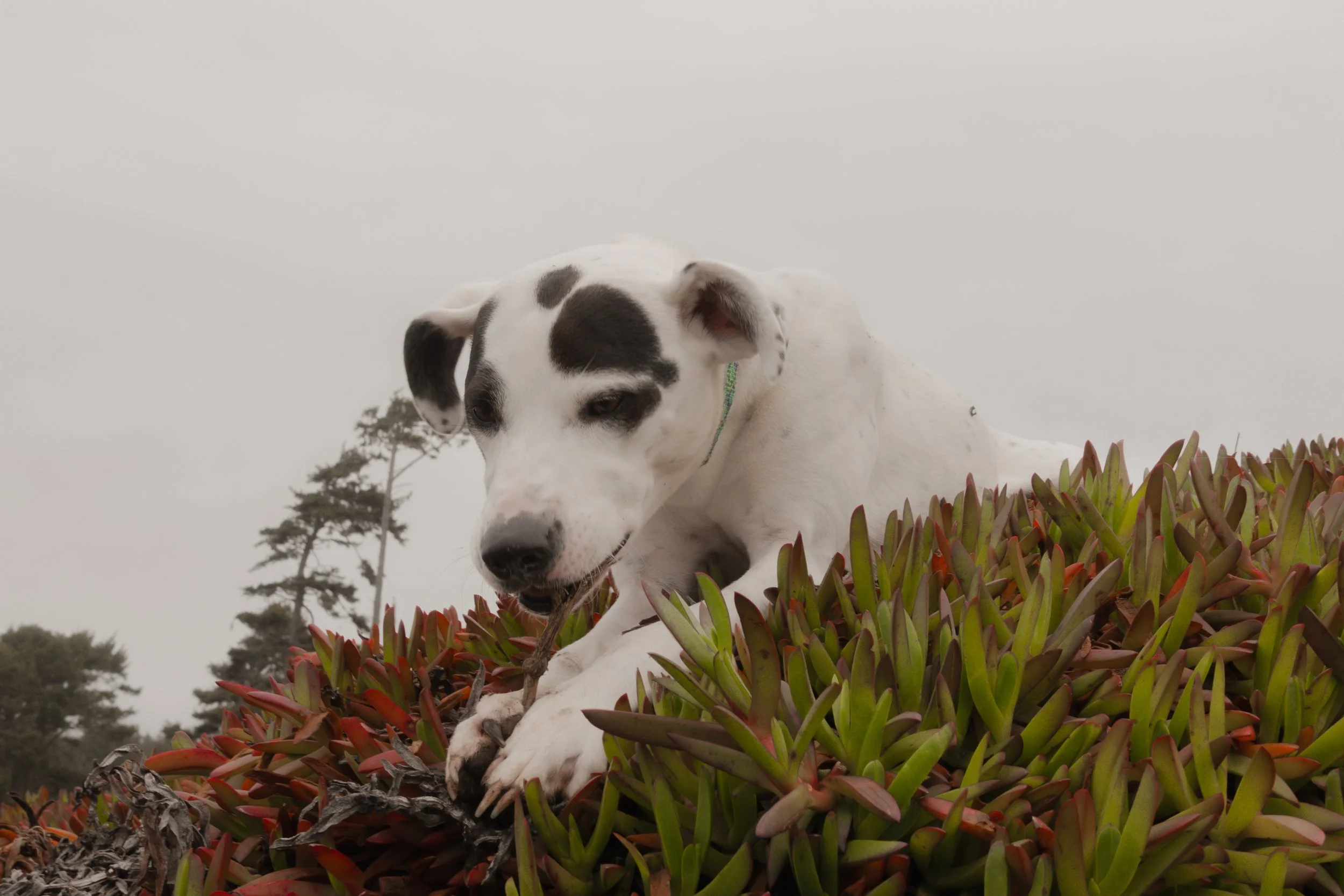 Pets-120.jpg
