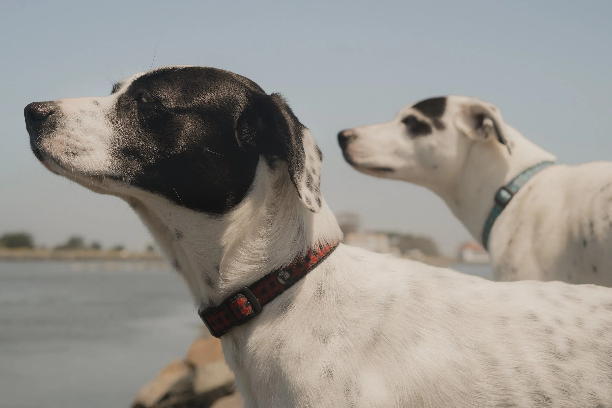 Pets-191.jpg