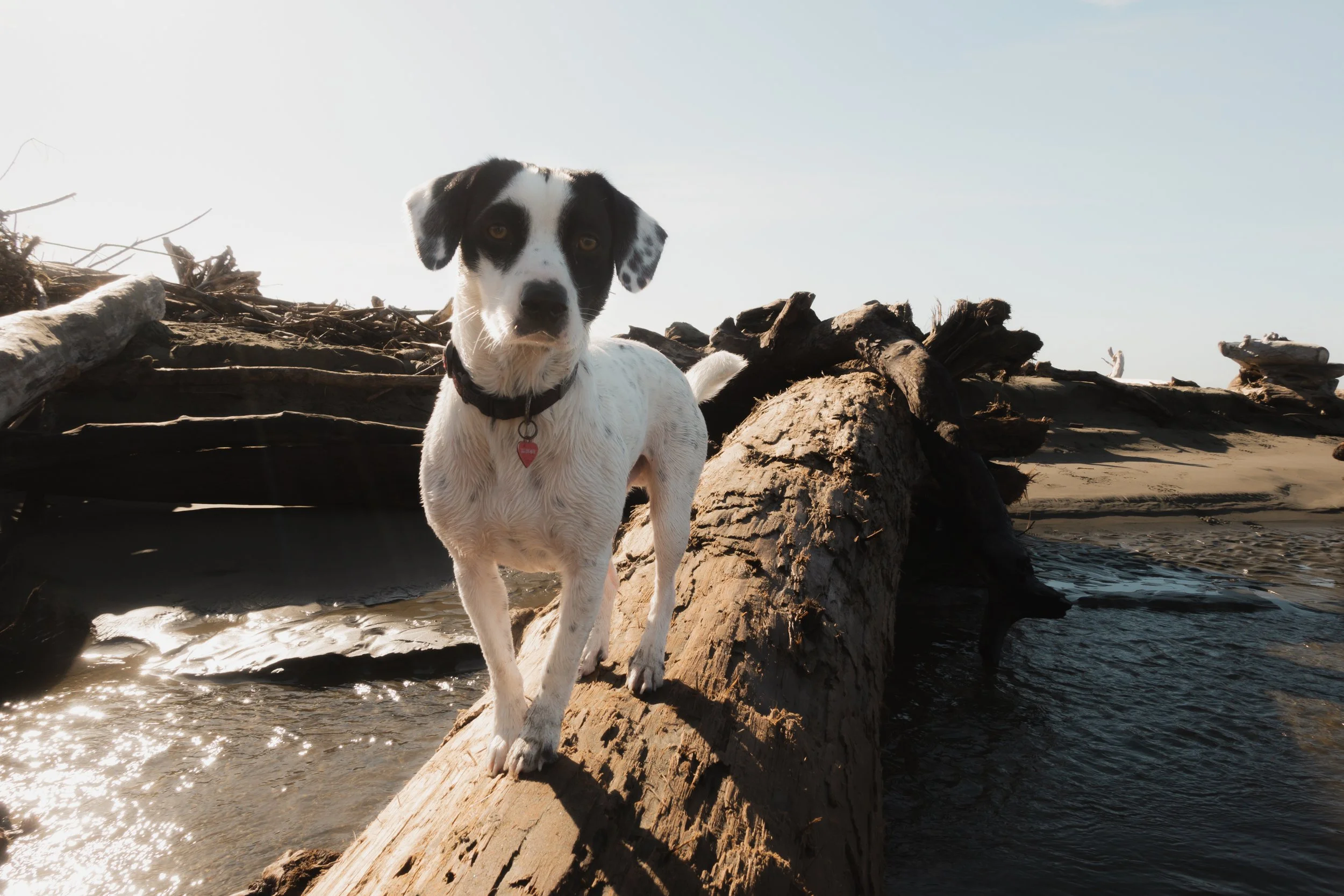 Pets-157.jpg