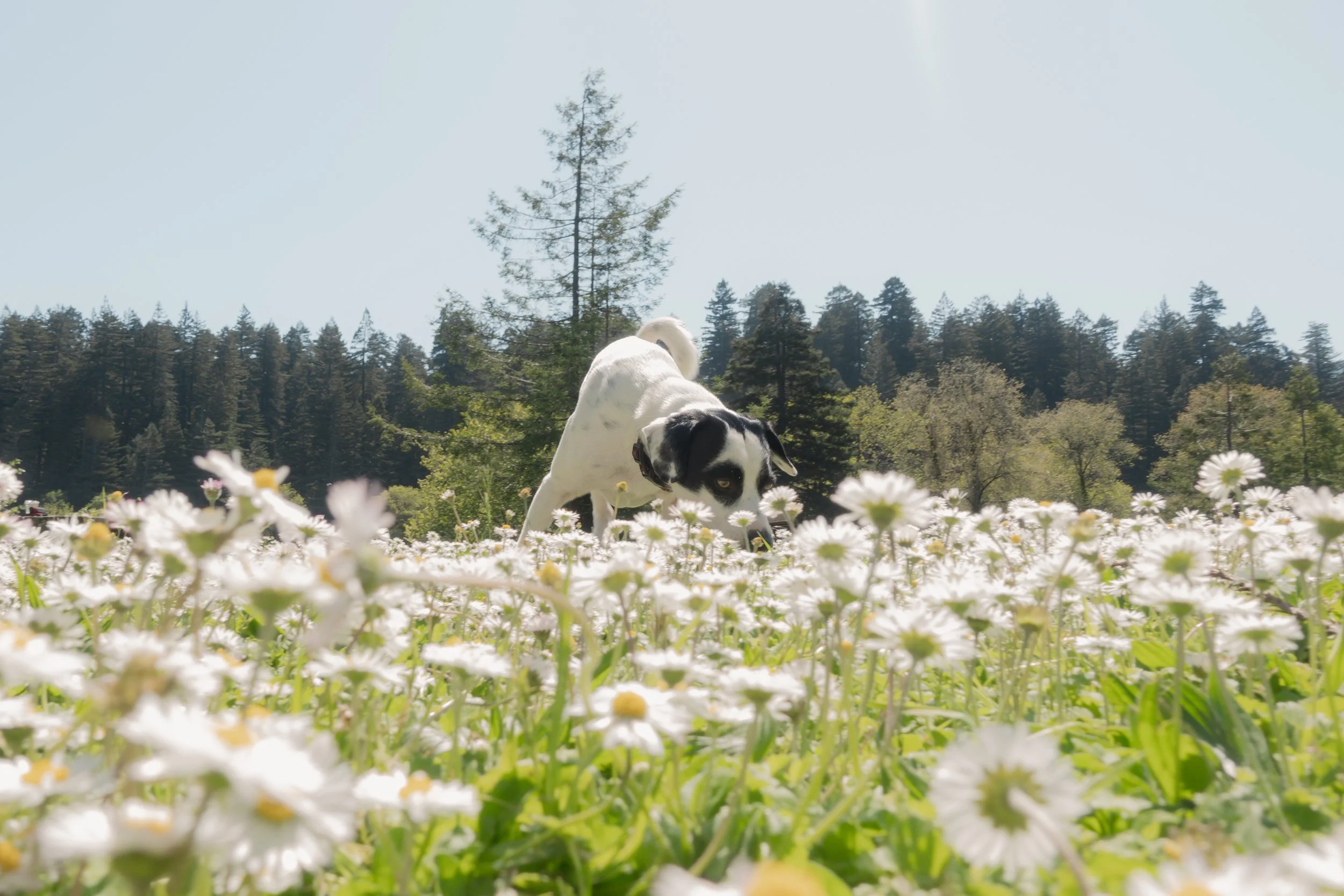 Pets-164.jpg