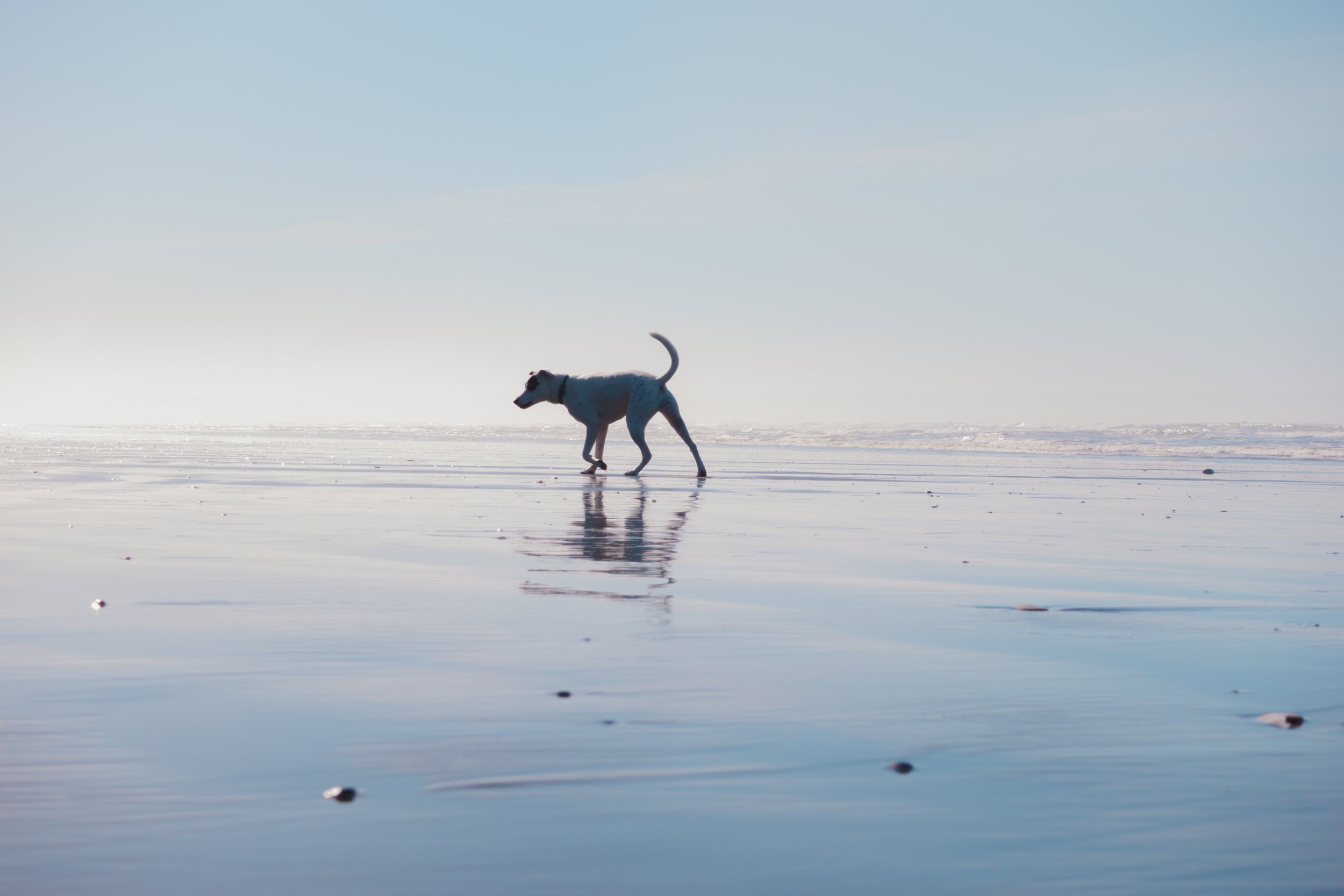 Pets-85.jpg