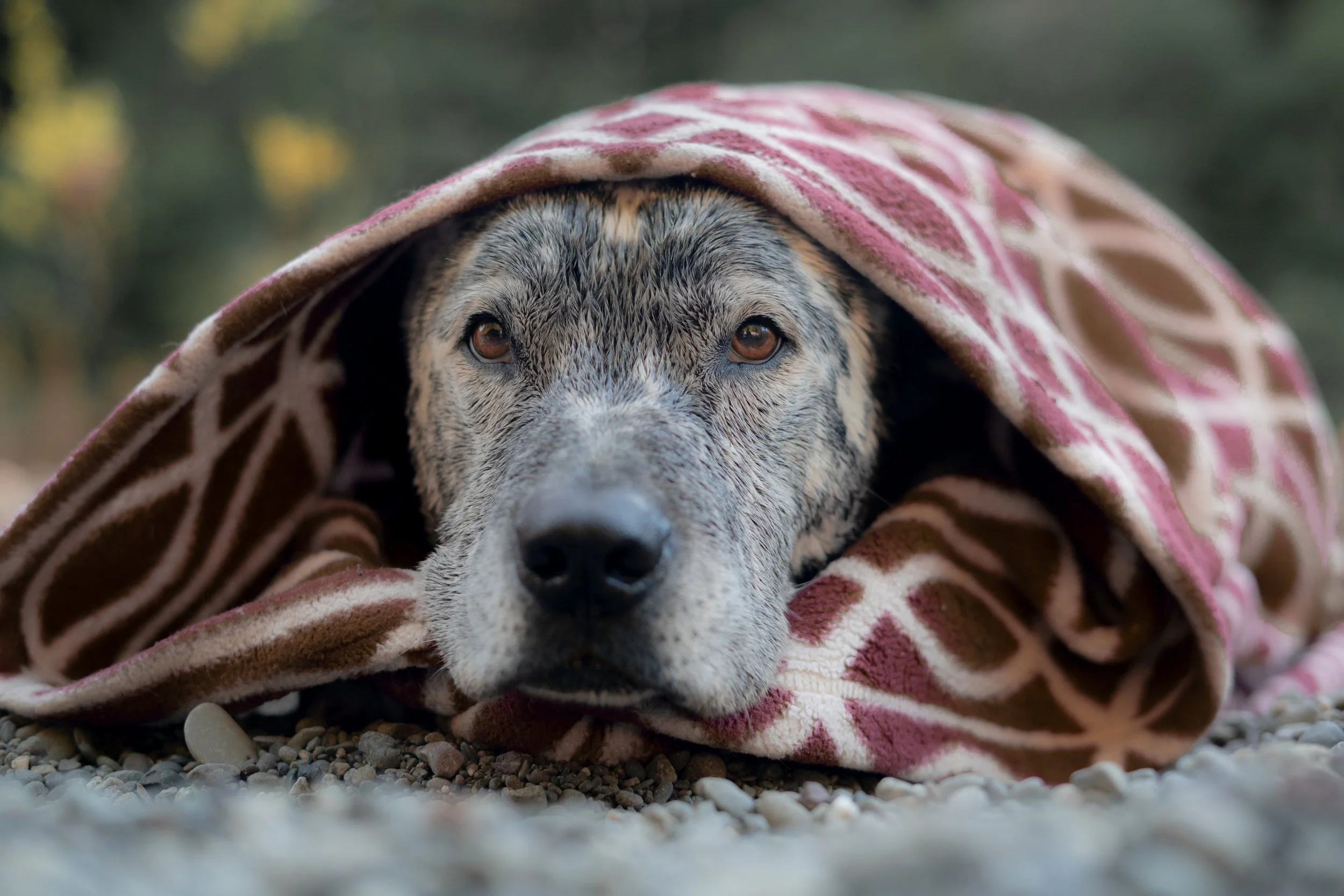 Pets-28.jpg