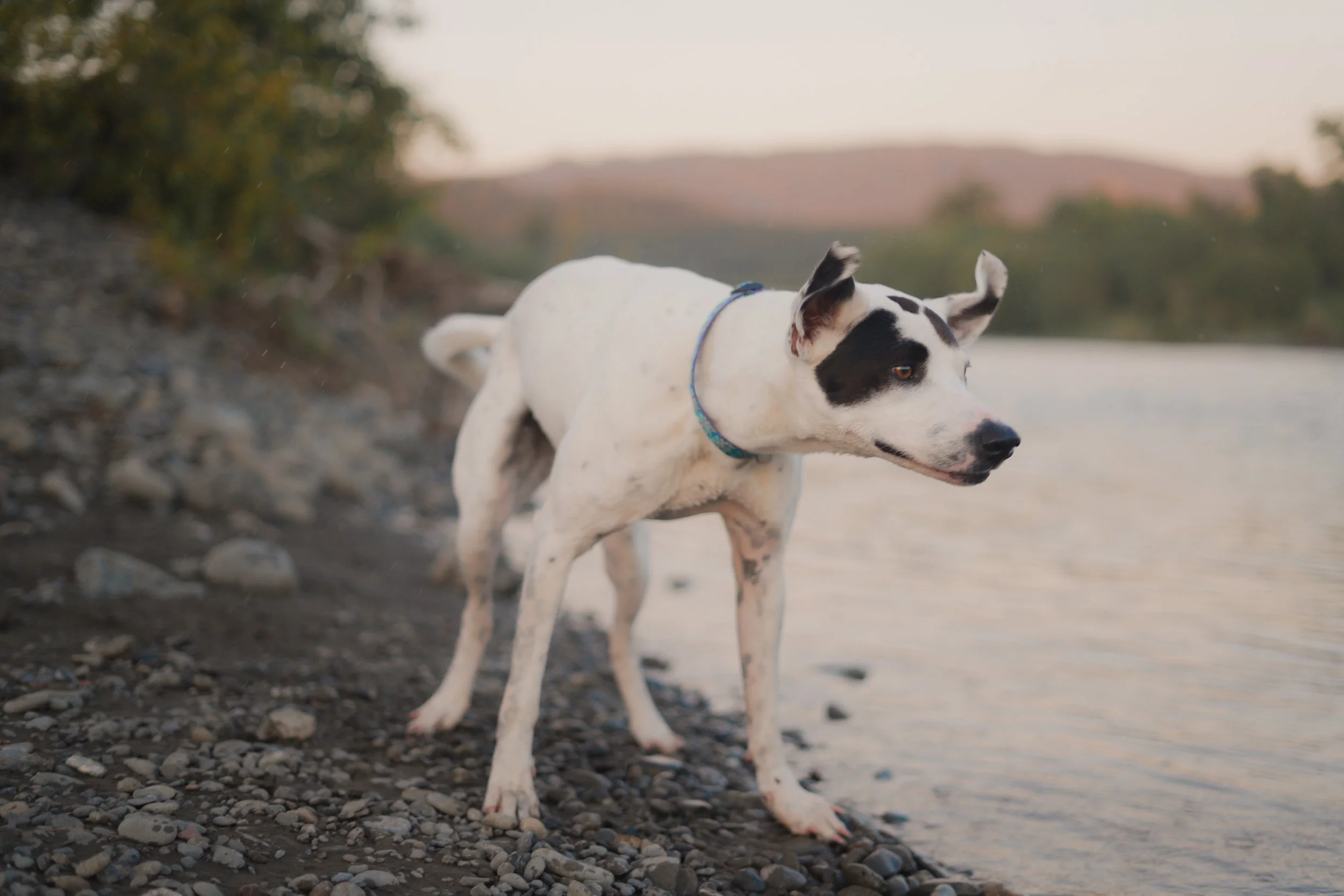 Pets-14.jpg