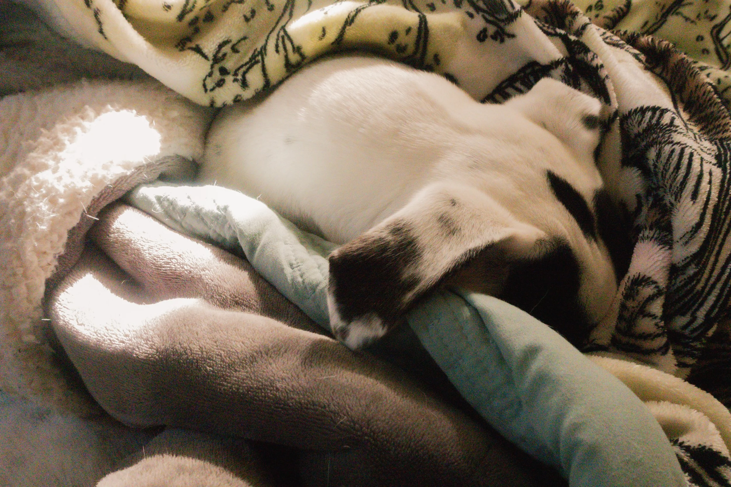 Pets-114.jpg