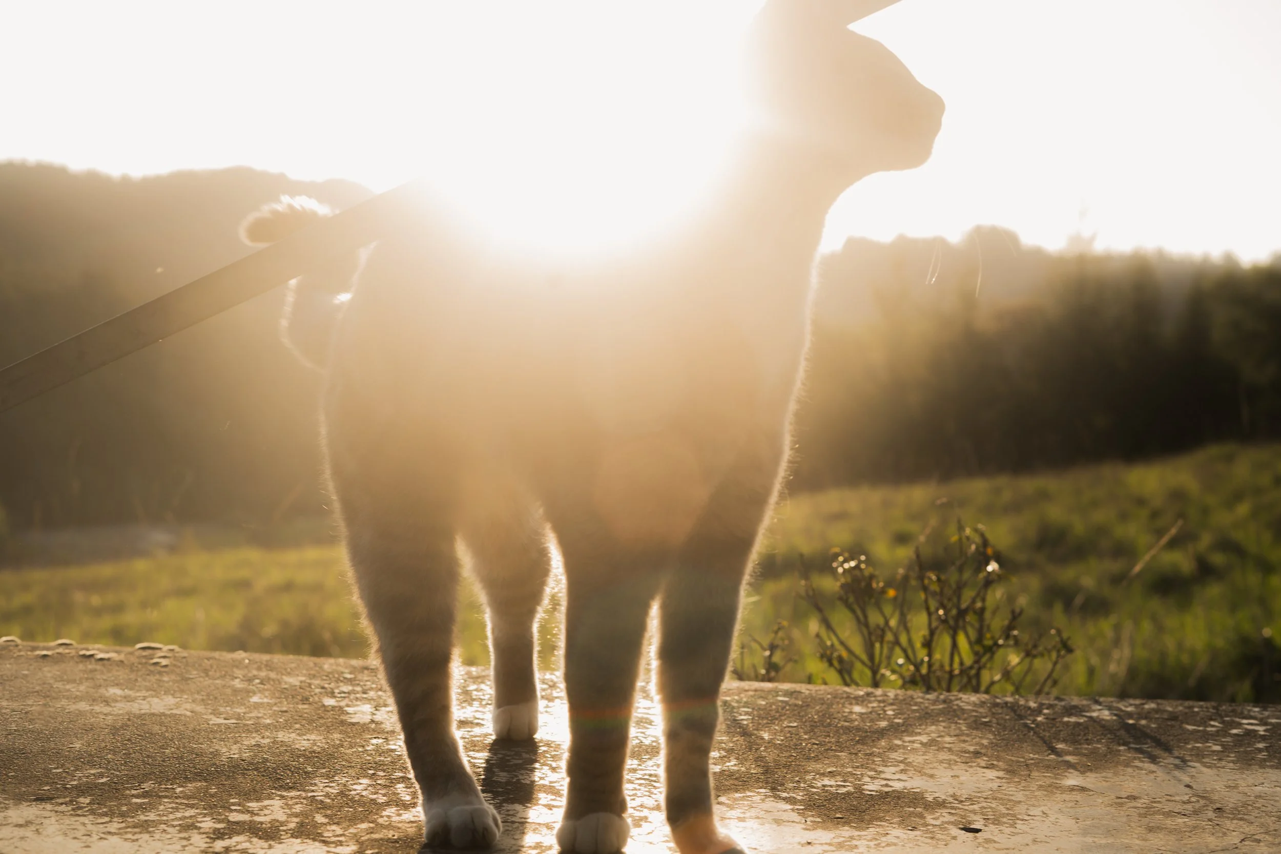 Pets-172.jpg