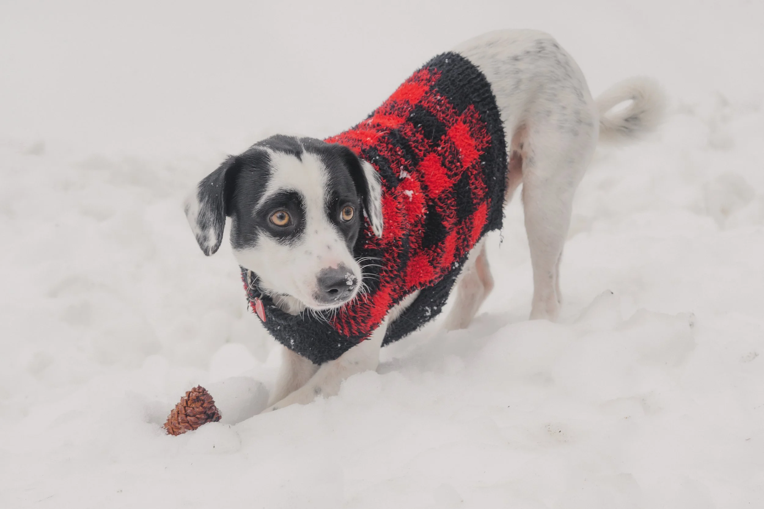 Pets-114.jpg
