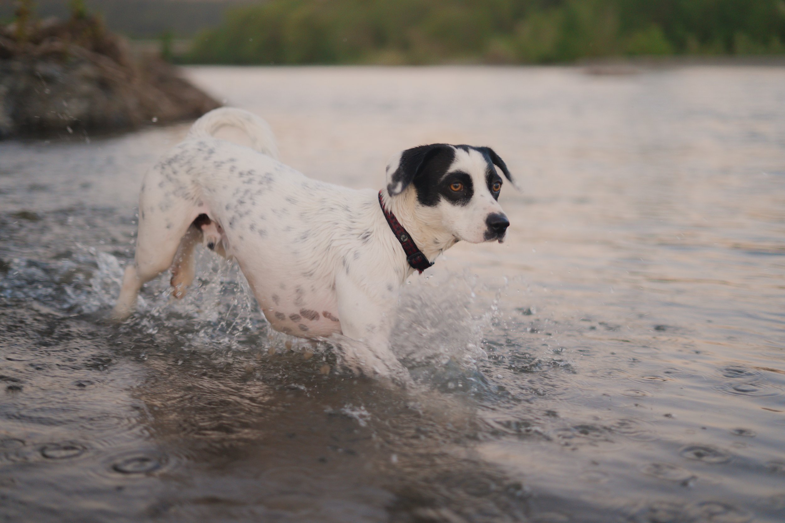 Pets-16.jpg