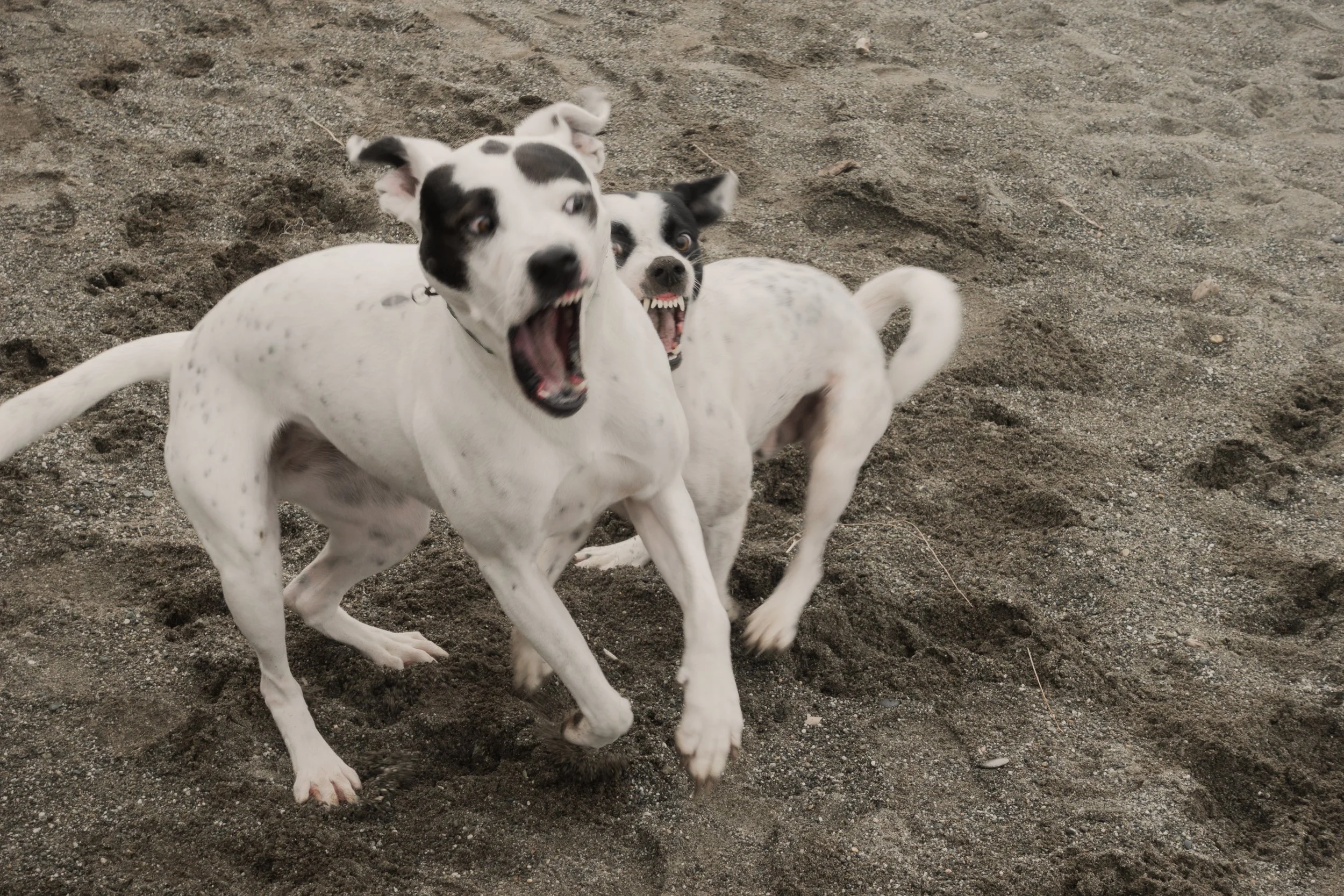 Pets-117.jpg