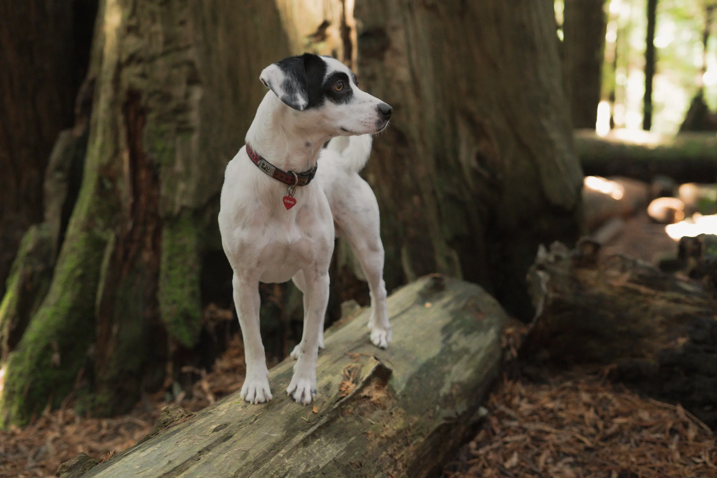 Pets-148.jpg