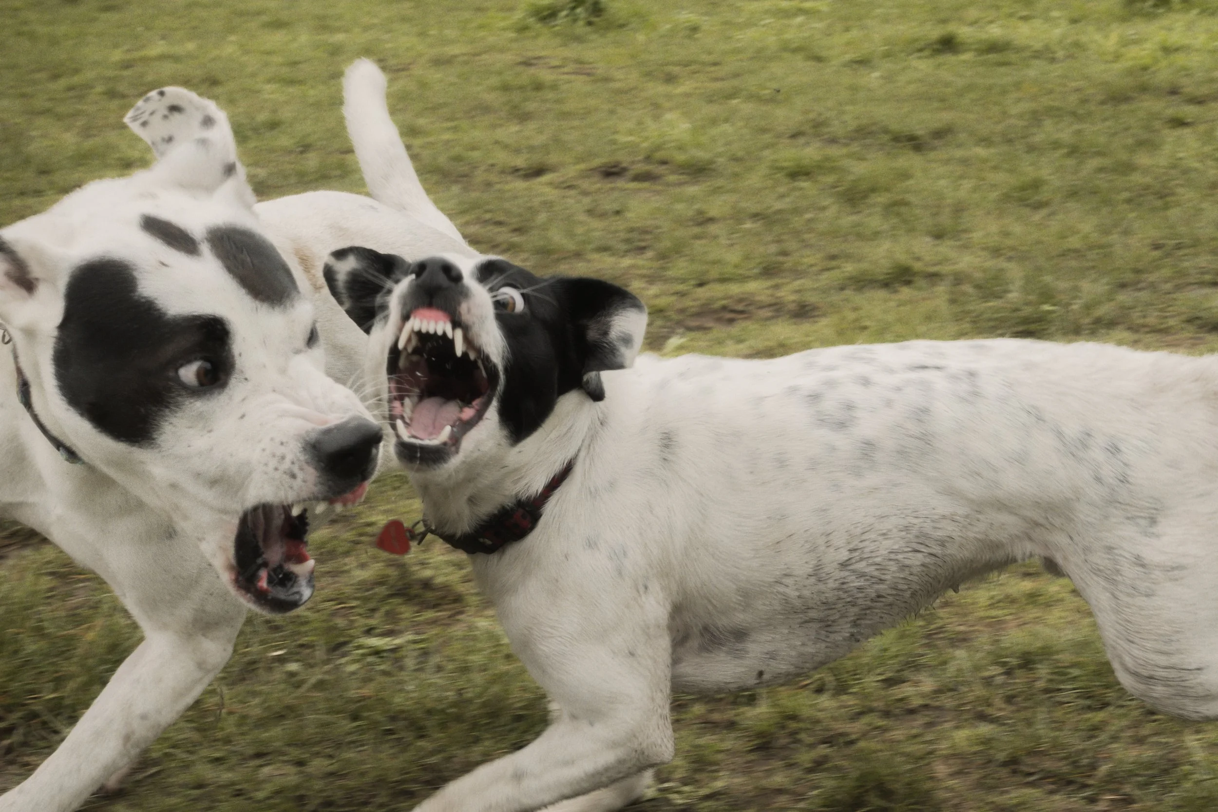 Pets-210.jpg