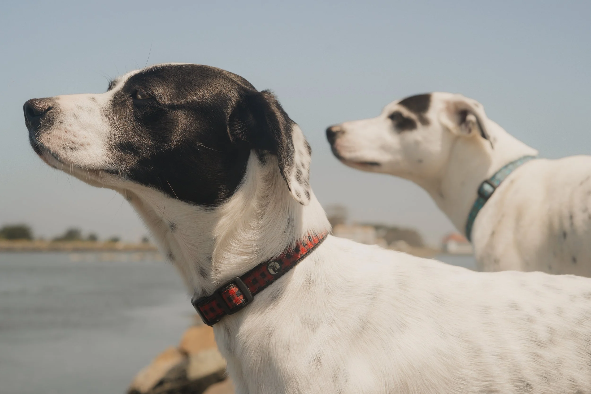Pets-30.jpg