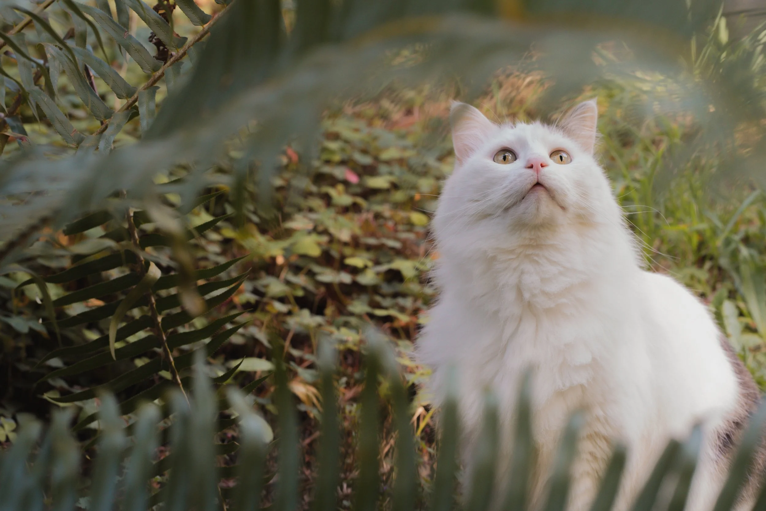 Pets-9.jpg