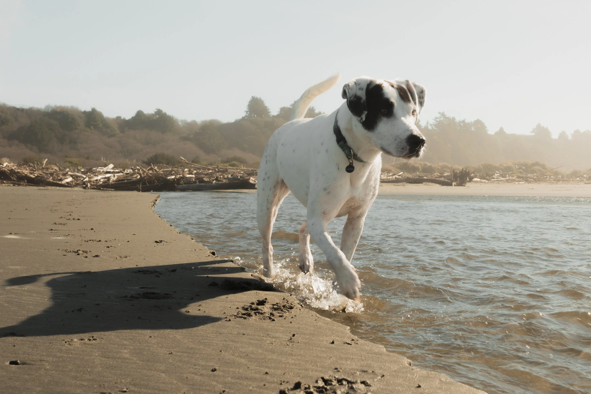Pets-116.jpg
