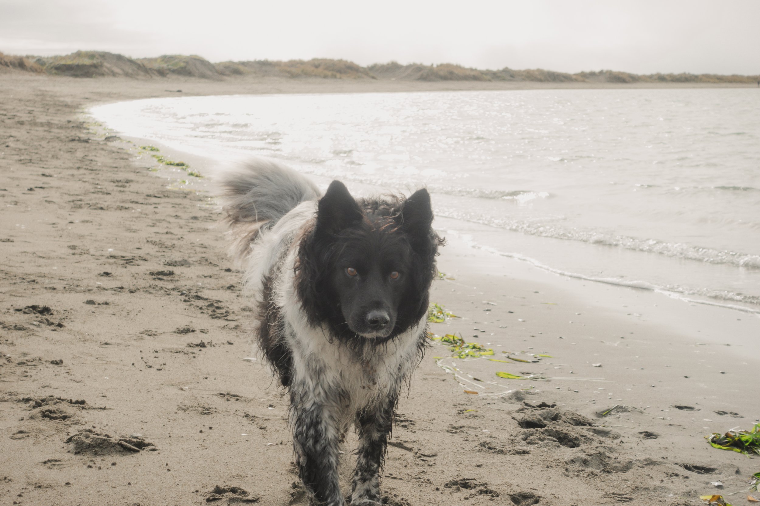 Pets-133.jpg