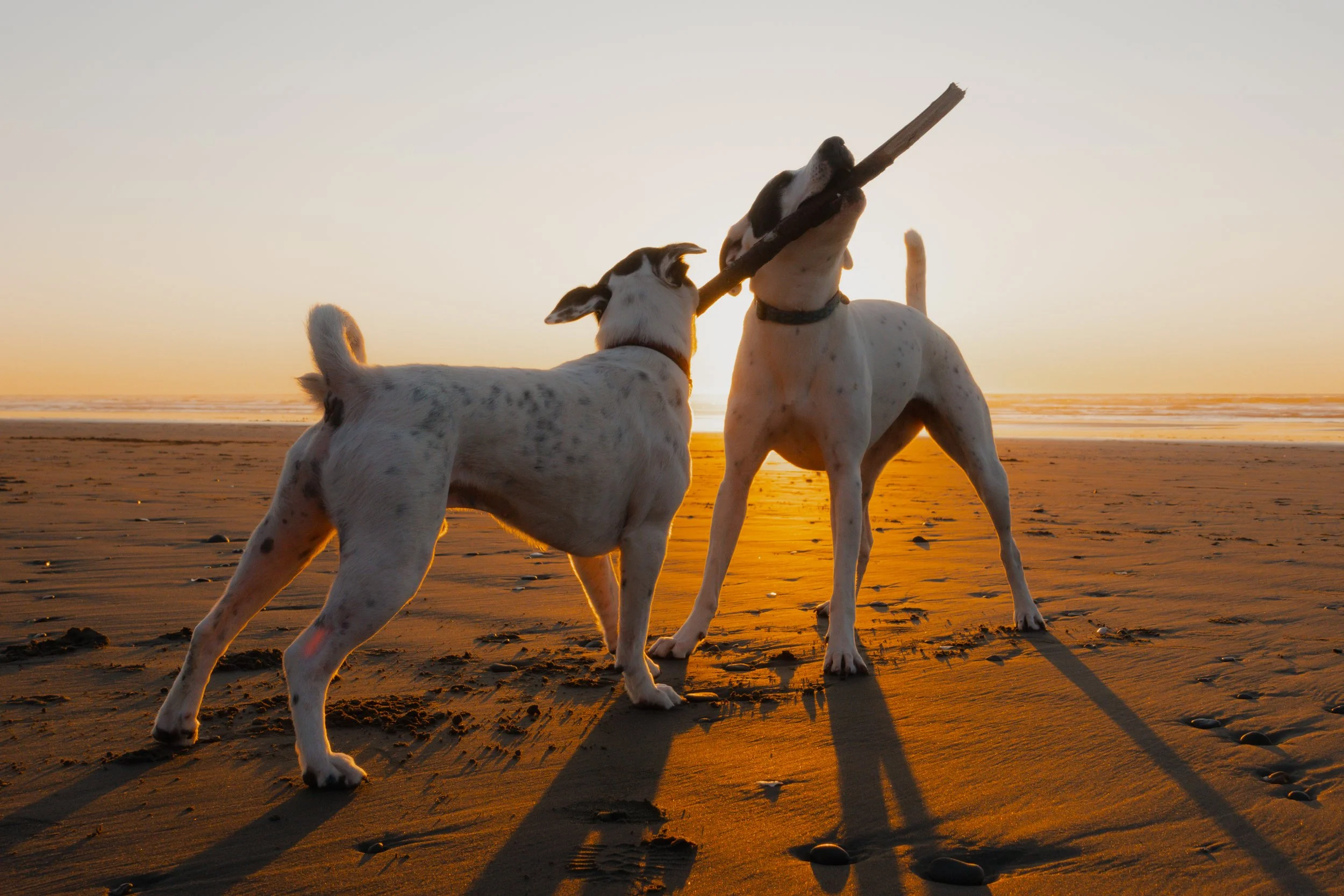 Pets-92.jpg
