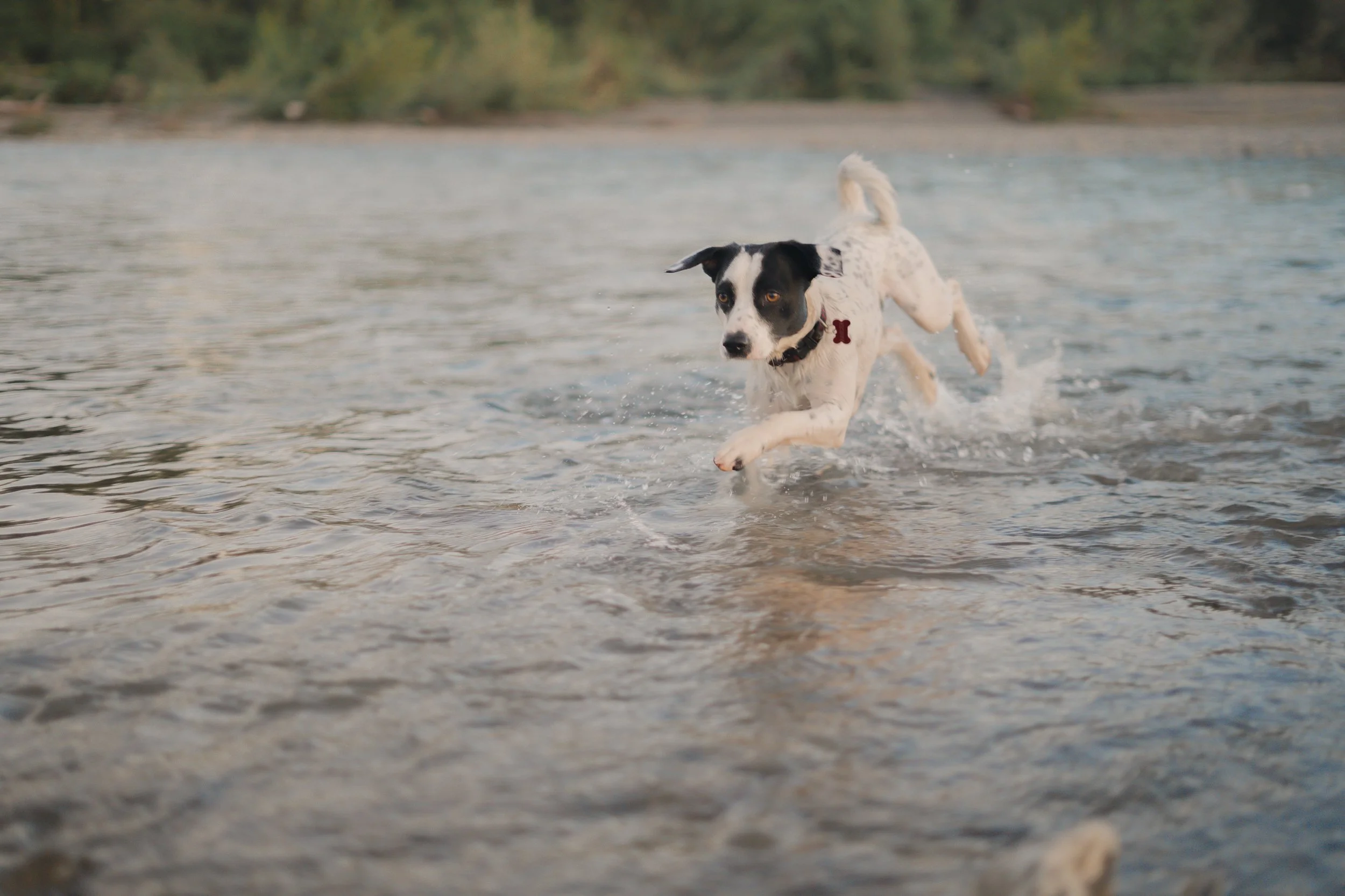 Pets-12.jpg