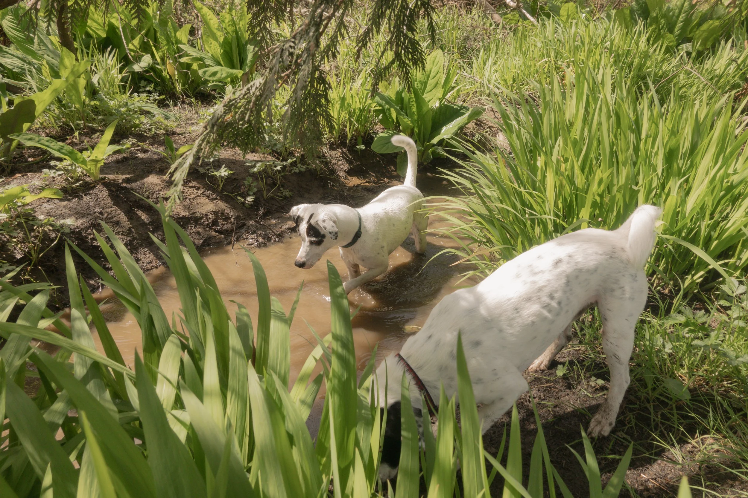 Pets-156.jpg