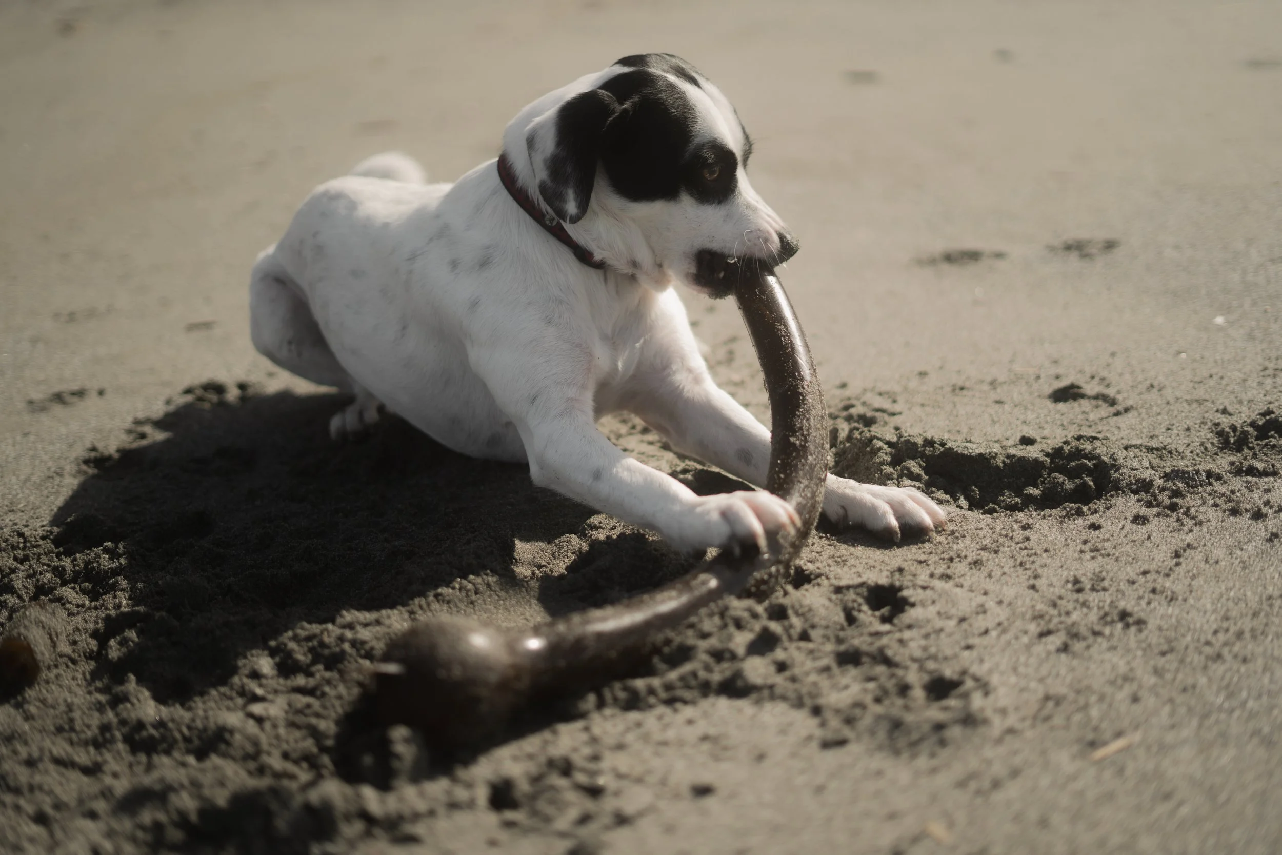Pets-147.jpg