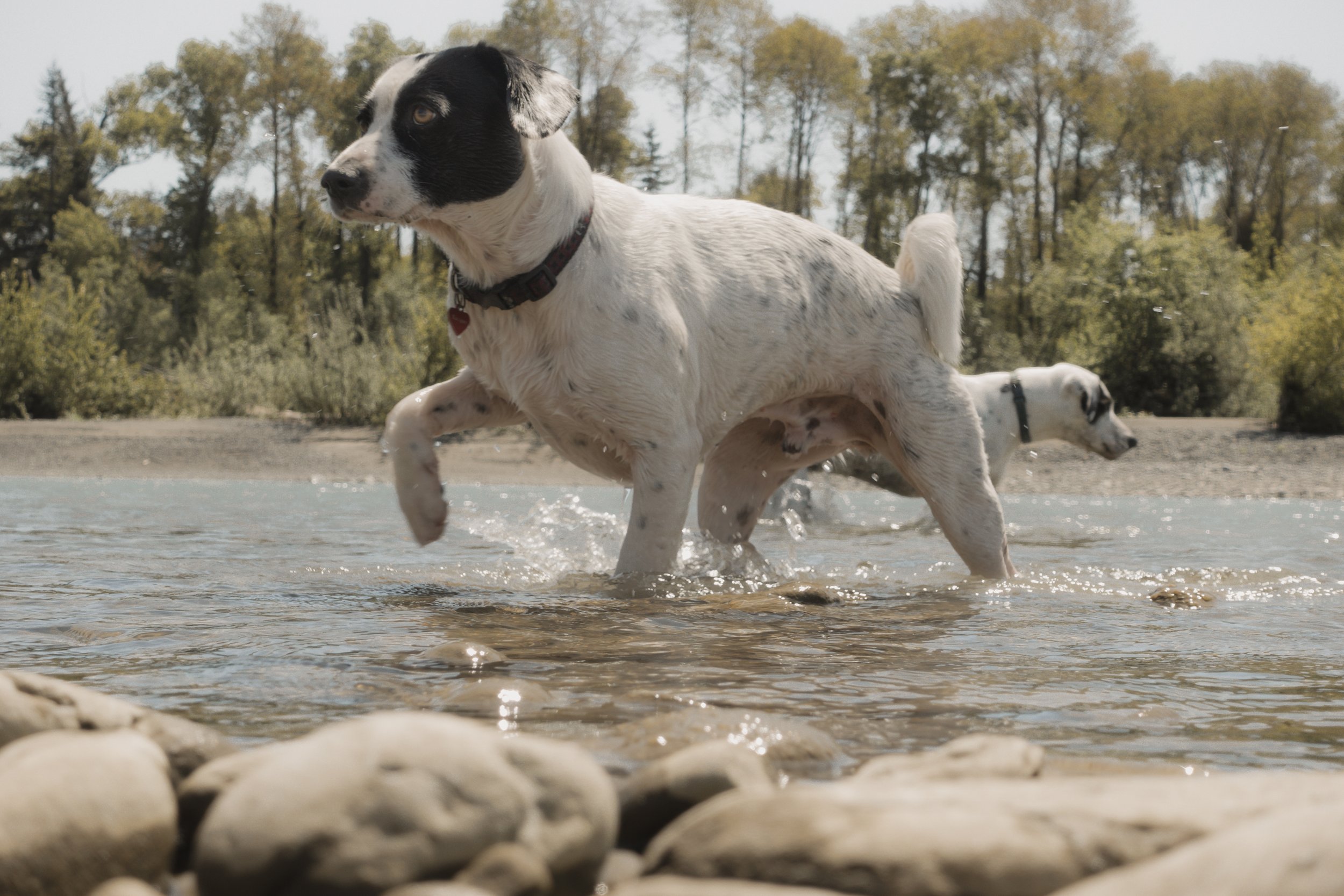 Pets-220.jpg