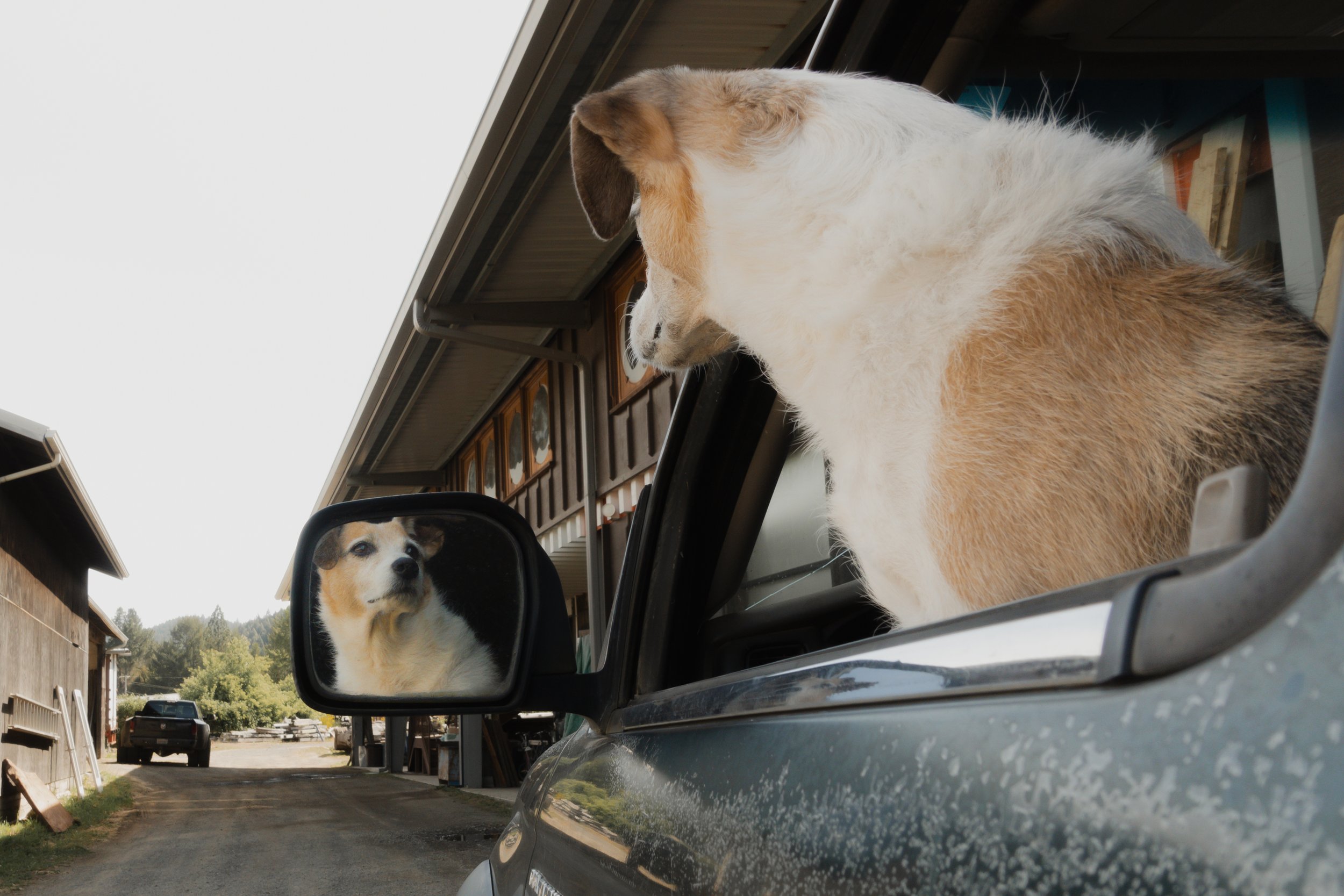 Pets-81.jpg