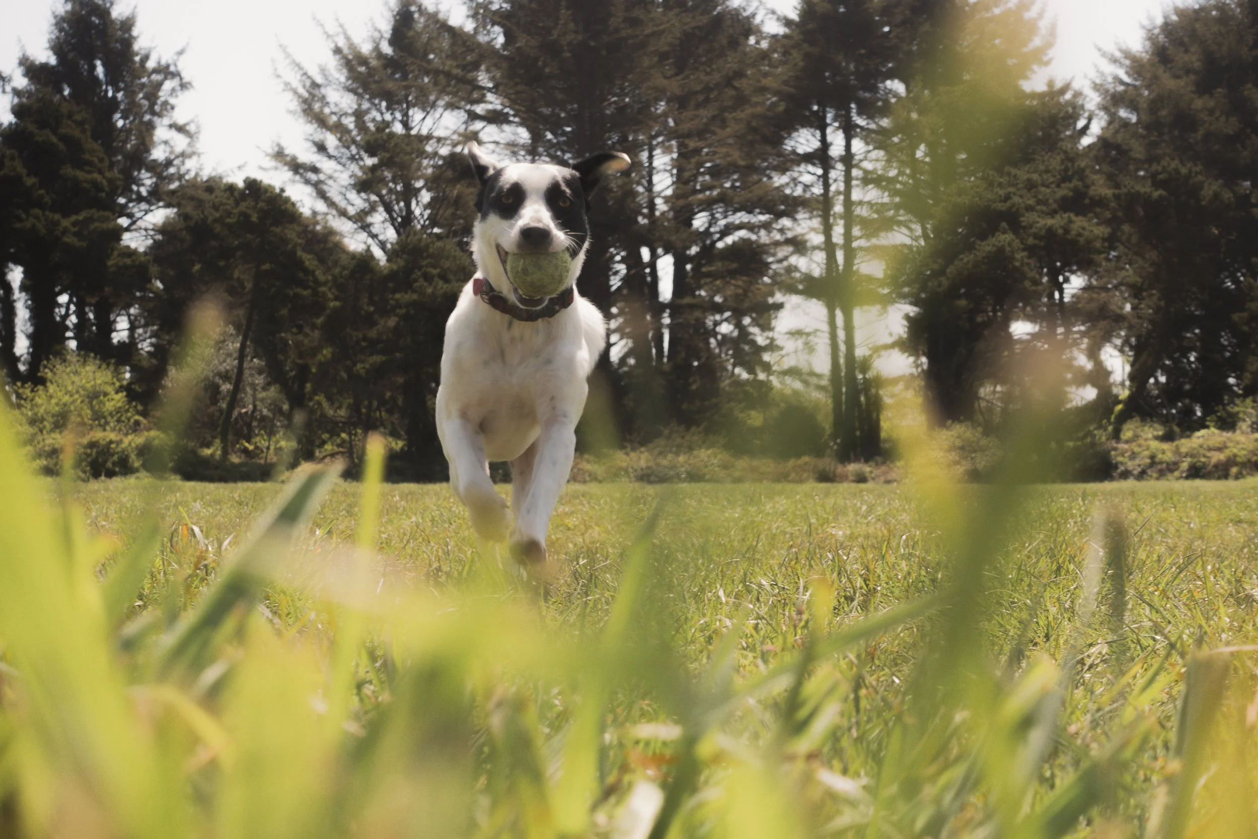 Pets-177.jpg