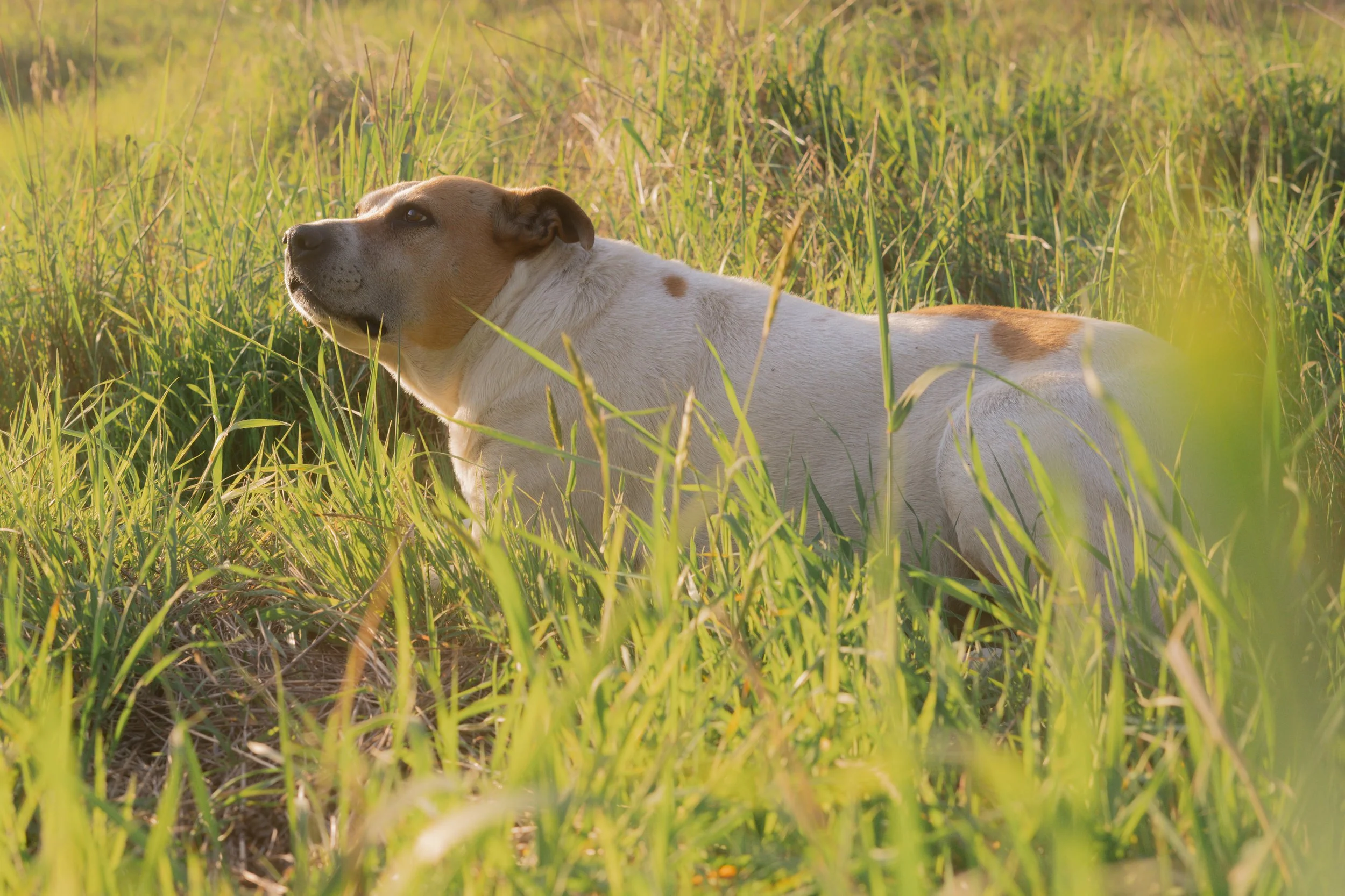 Pets-174.jpg
