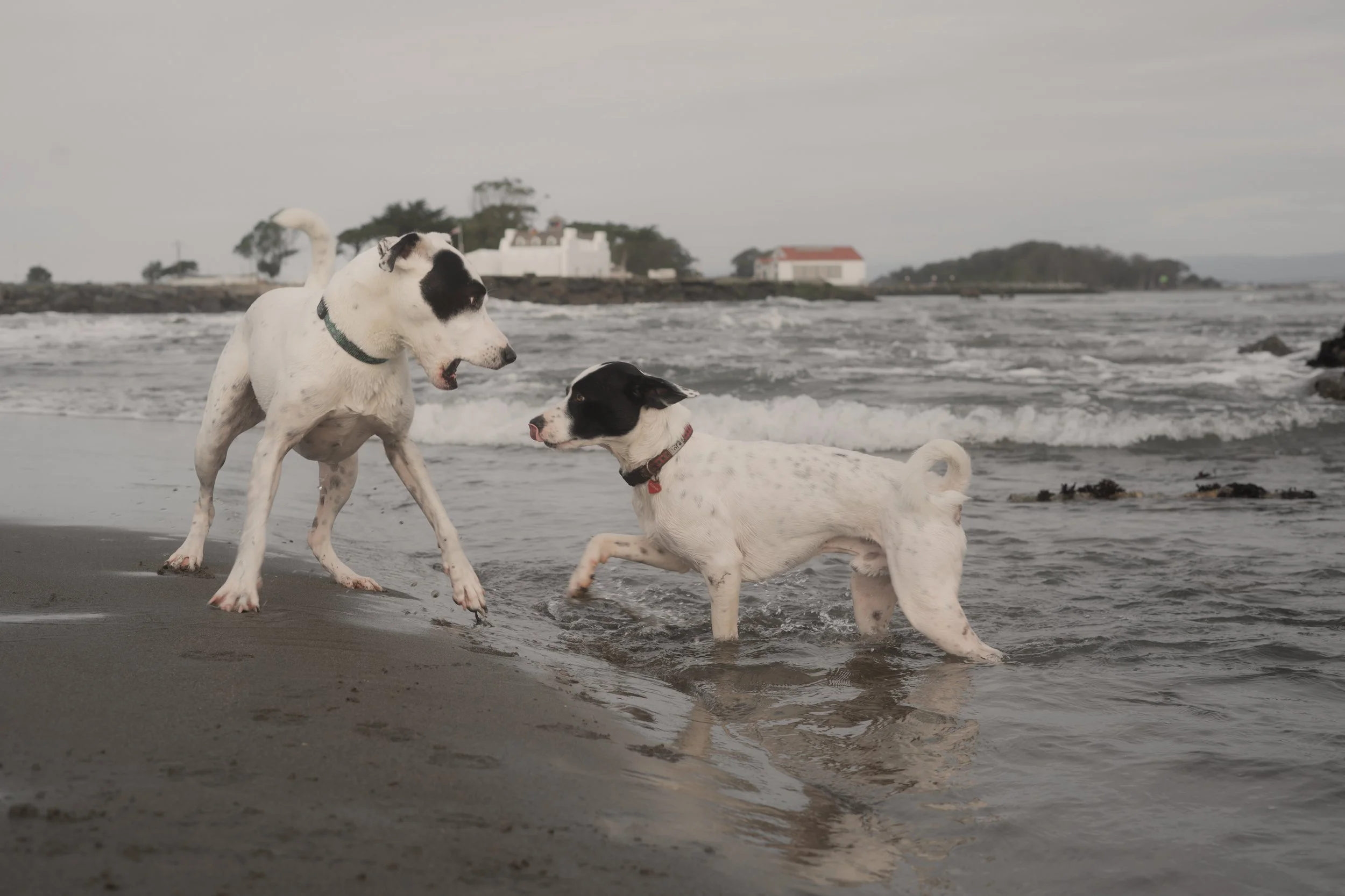 Pets-50.jpg