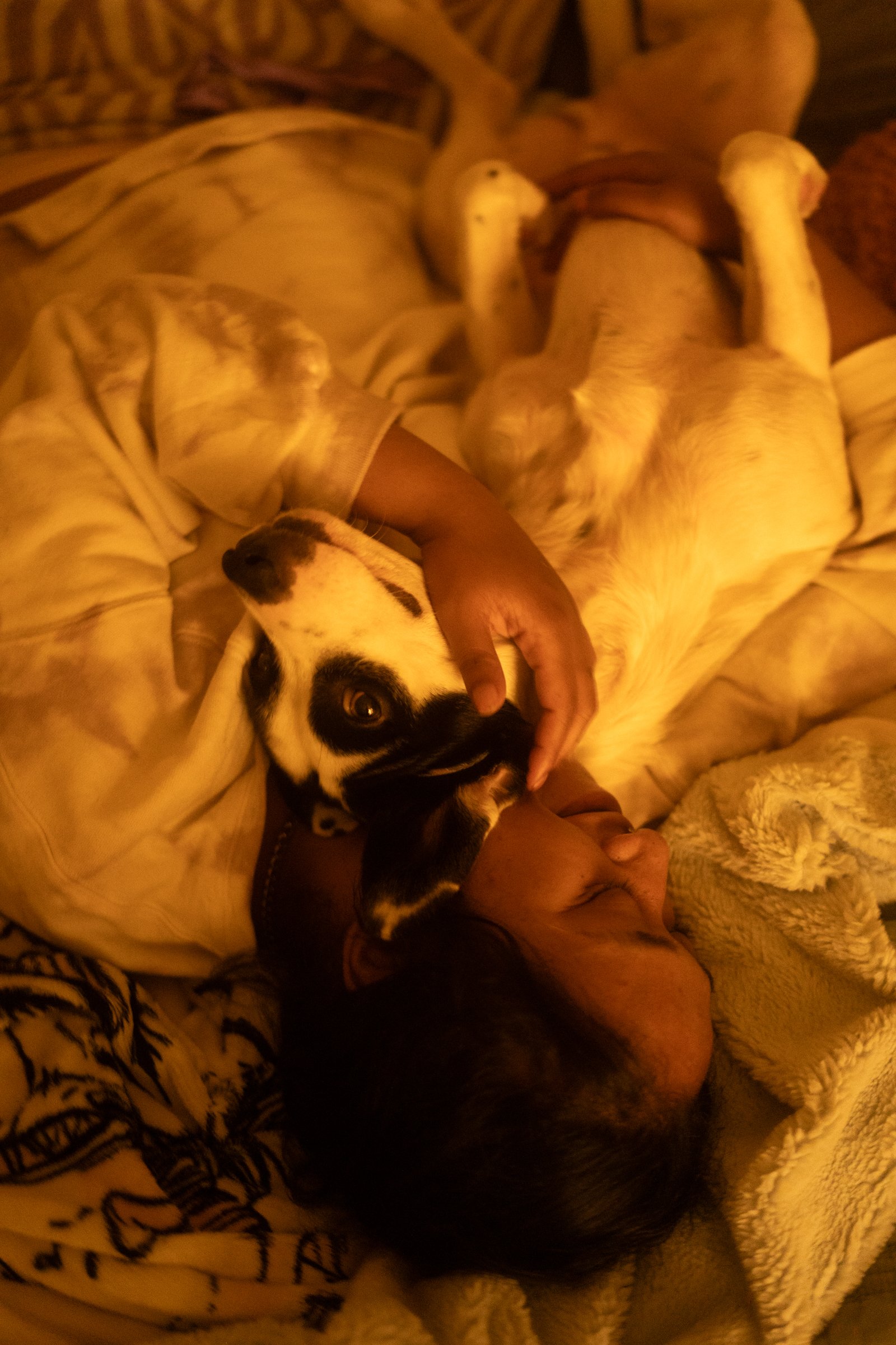 Pets-160.jpg