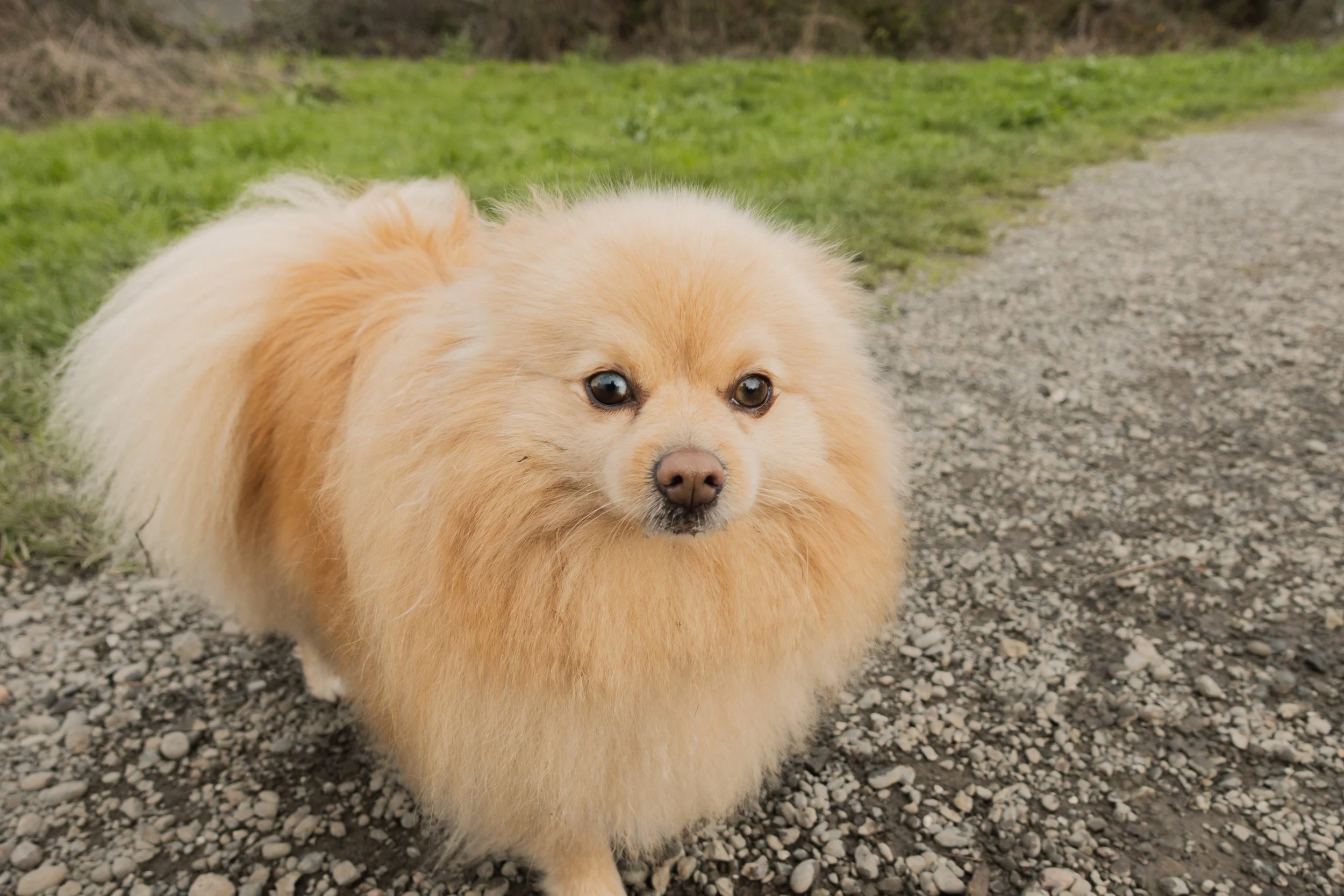 Pets-63.jpg