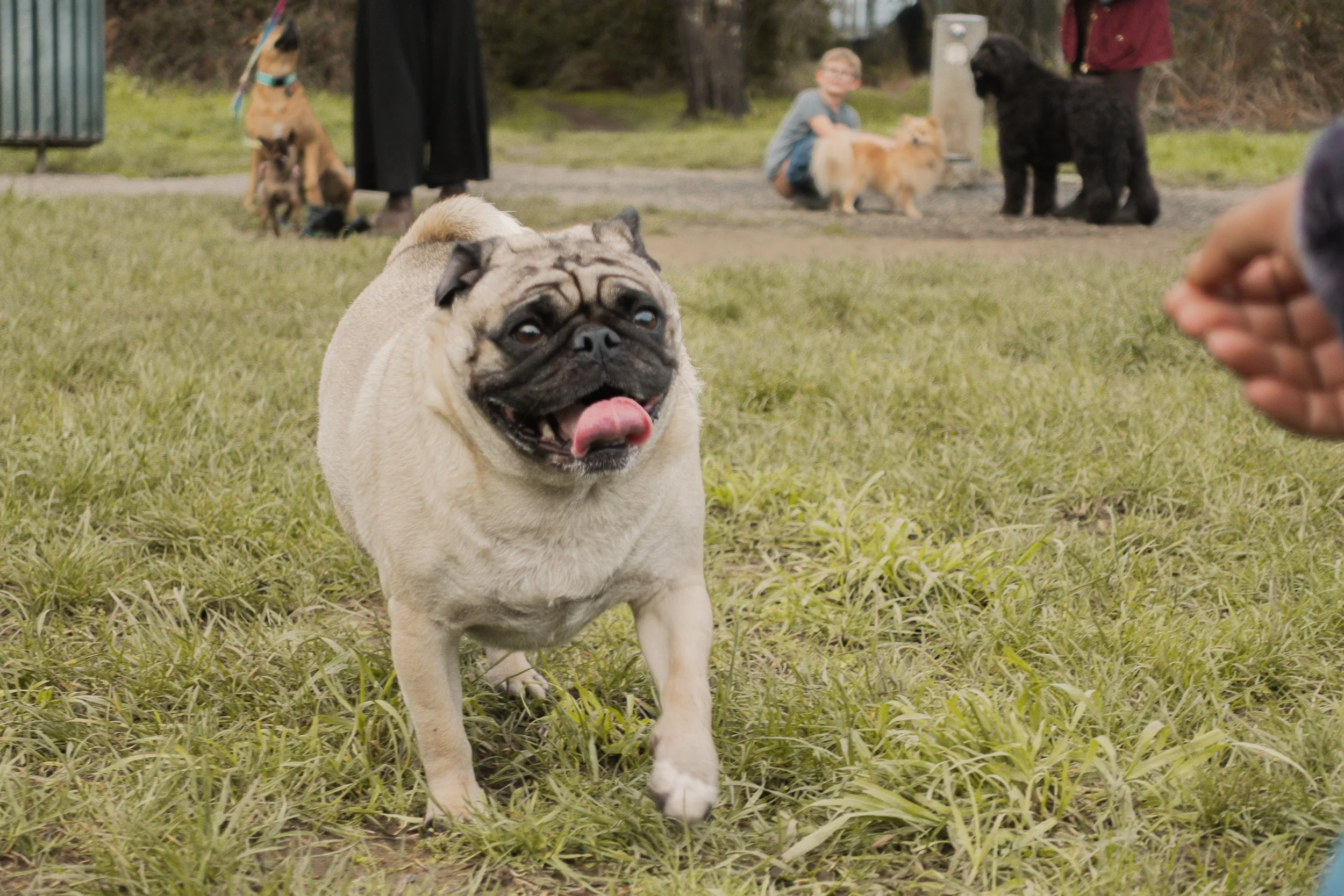 Pets-23.jpg