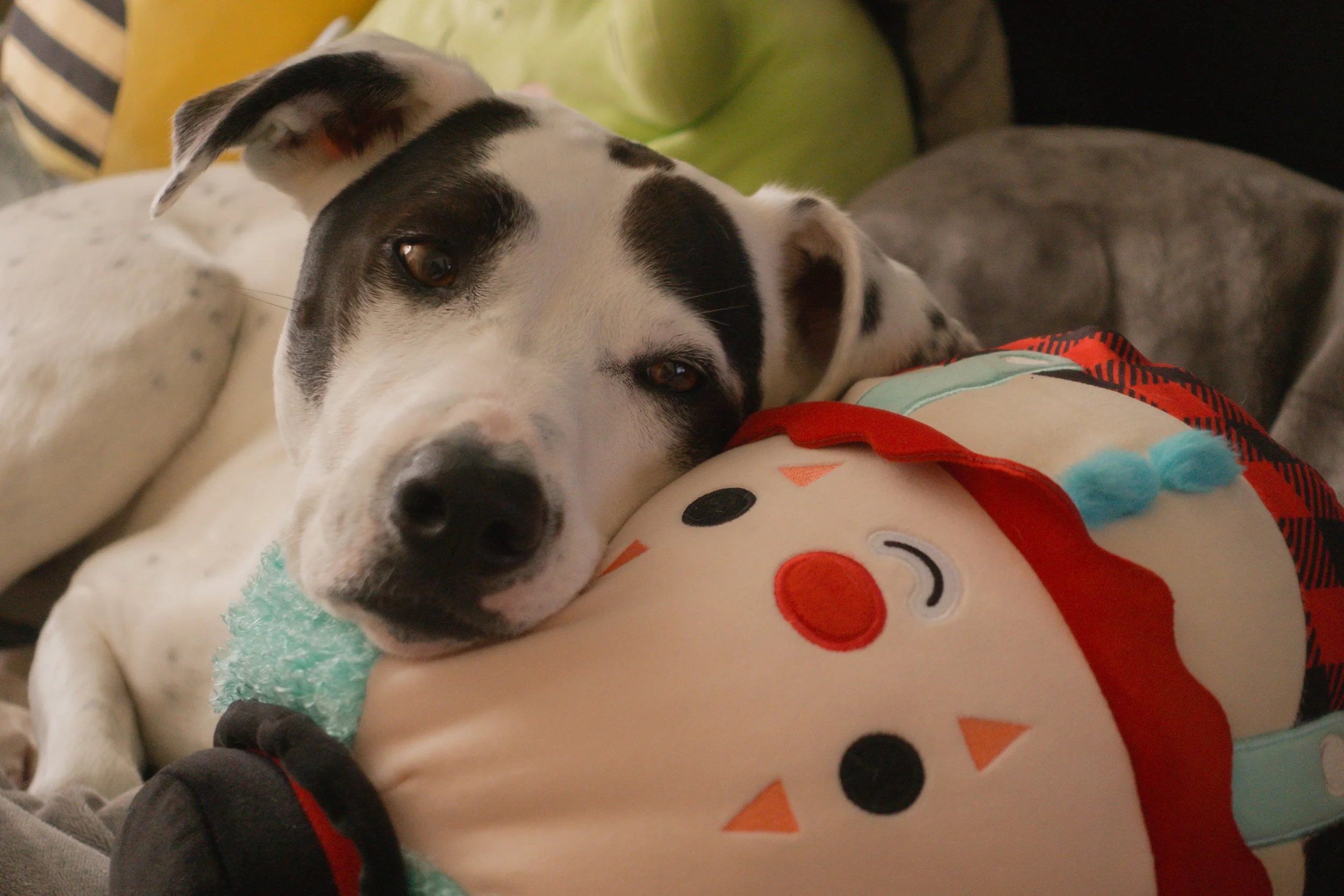 Pets-134.jpg