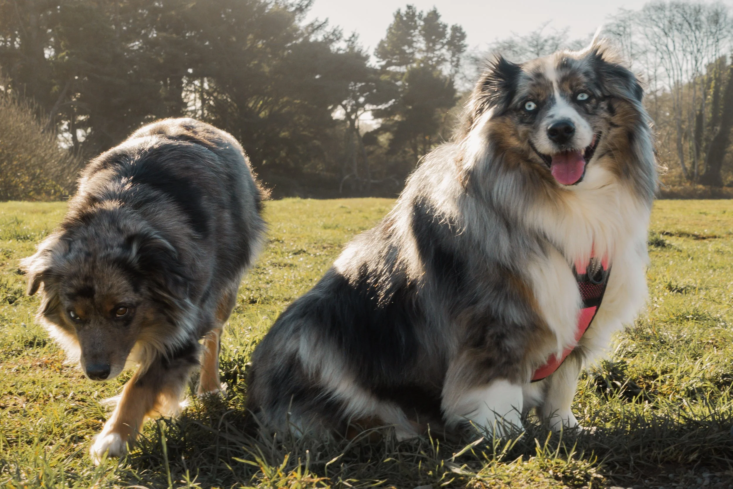 Pets-37.jpg