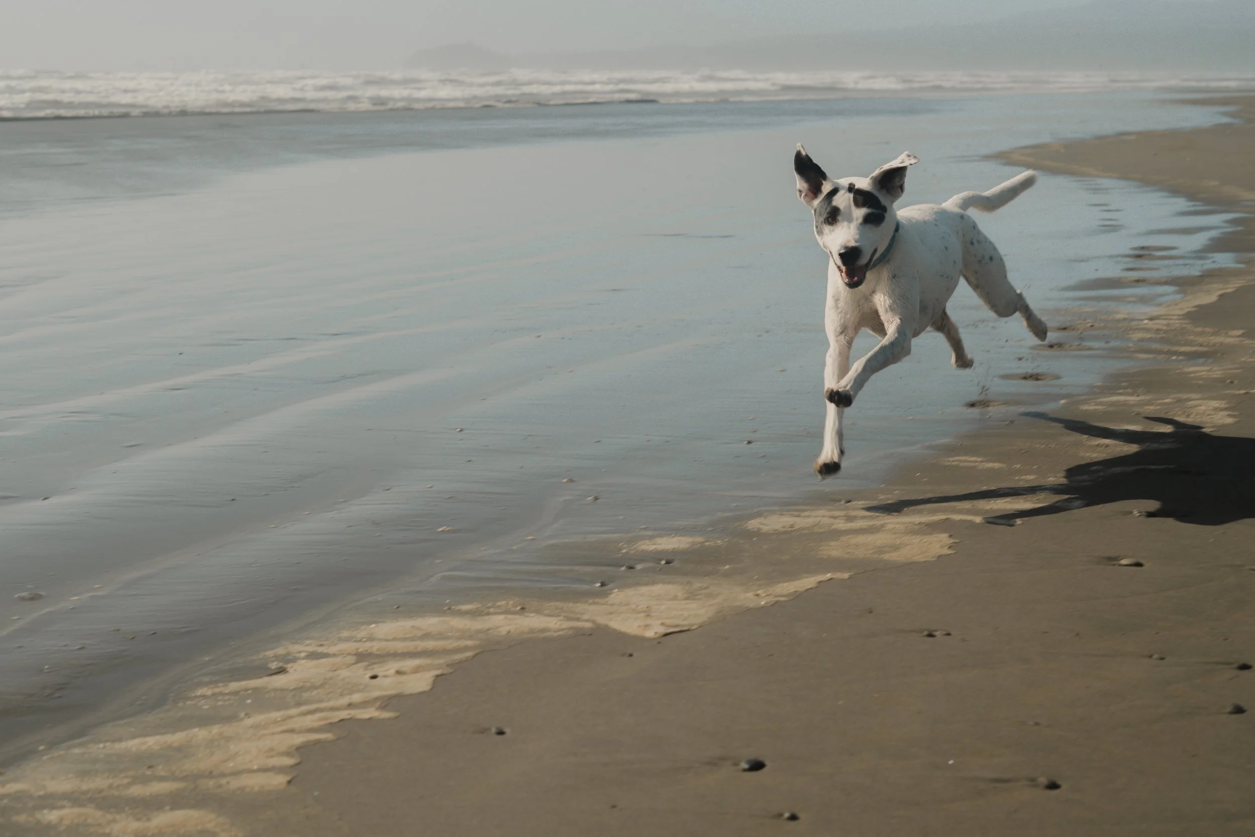 Pets-32.jpg