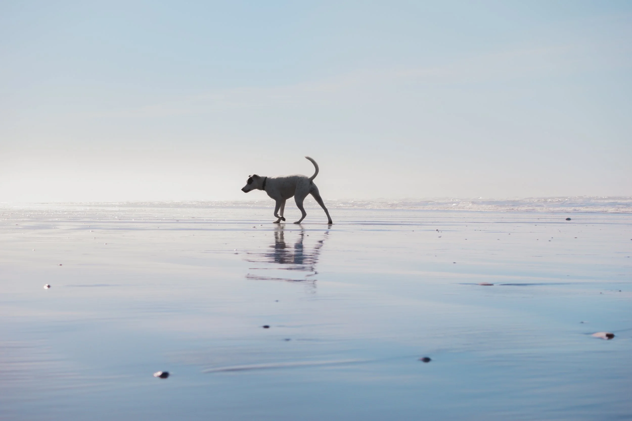 Pets-115.jpg
