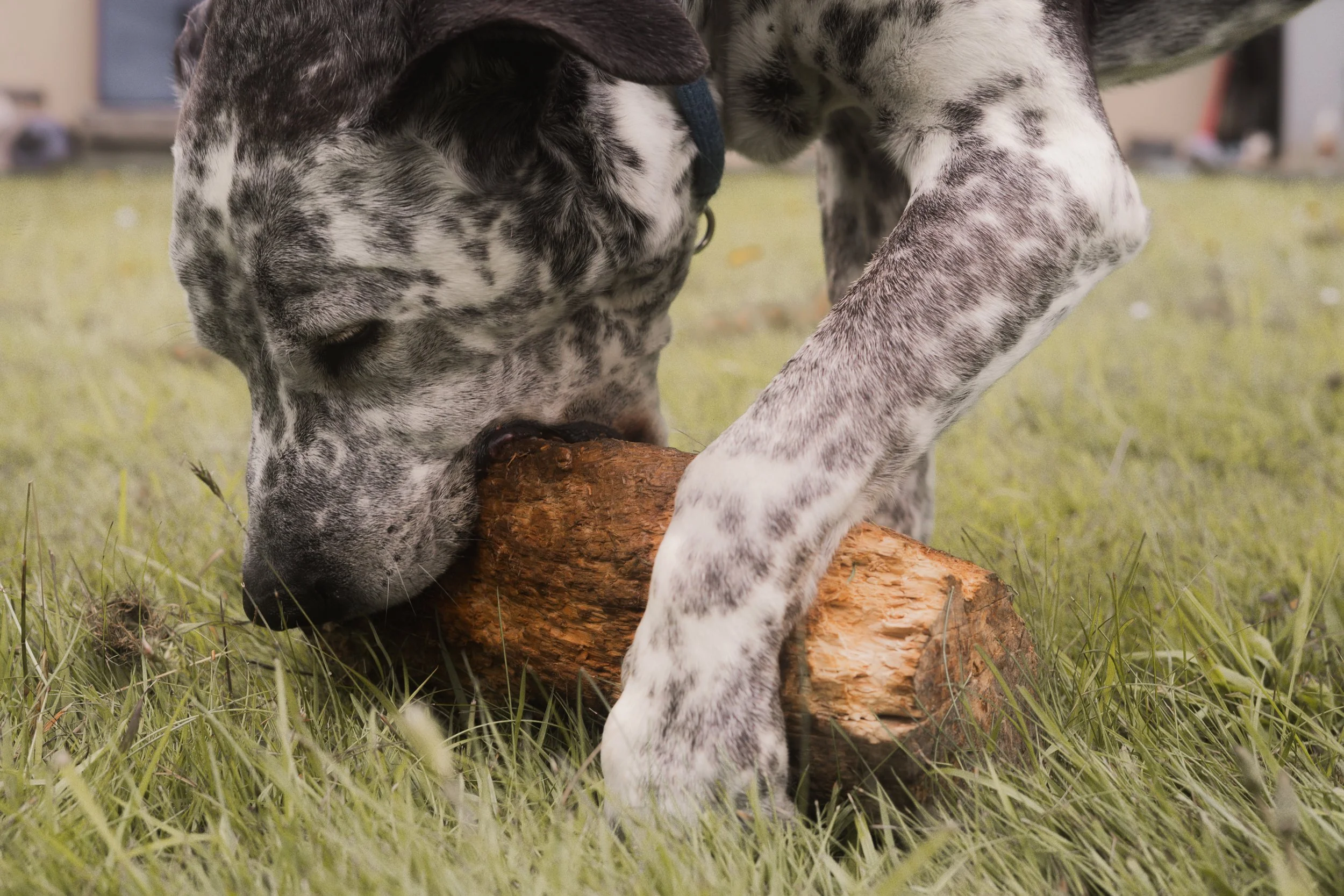 Pets-86.jpg