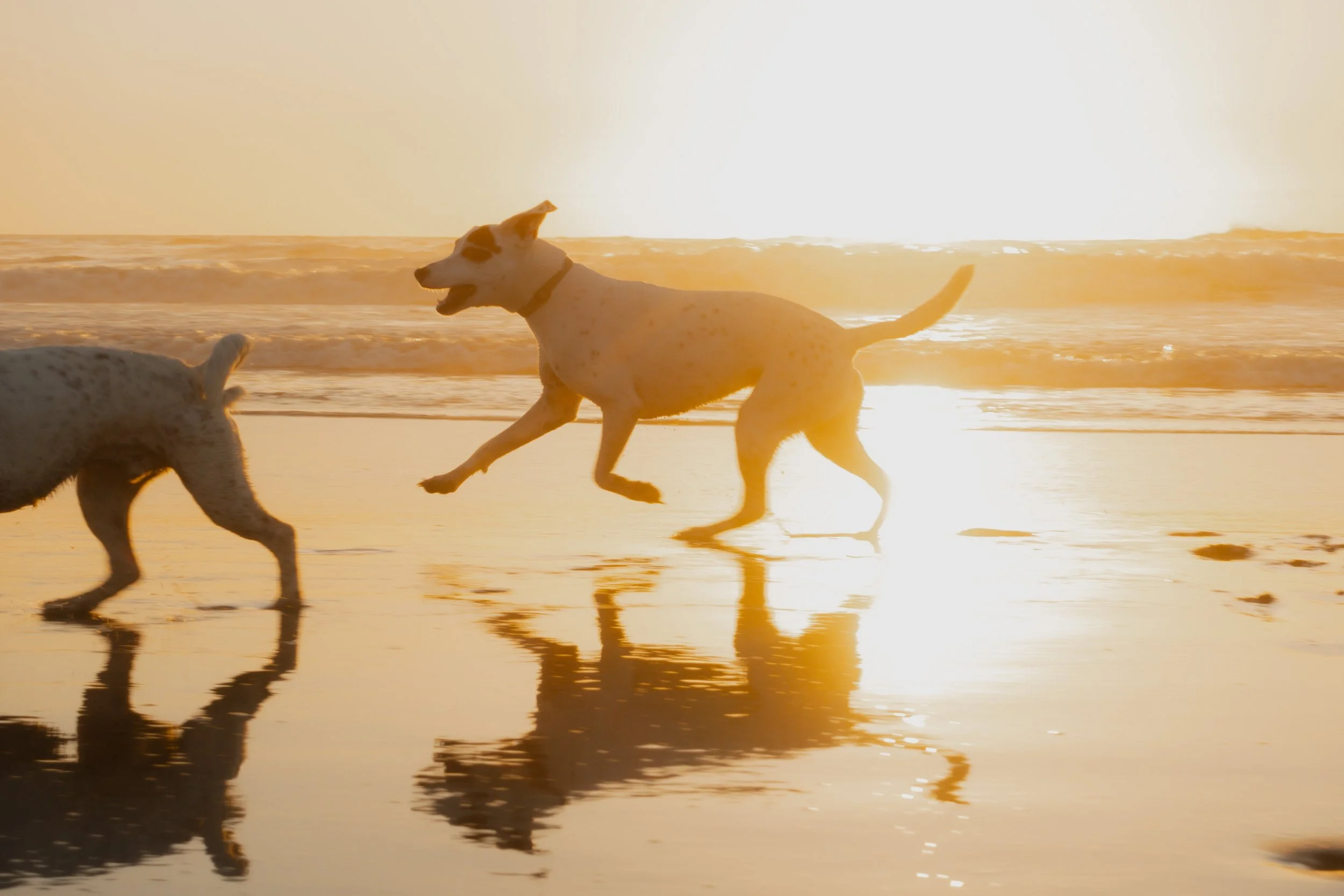 Pets-208.jpg