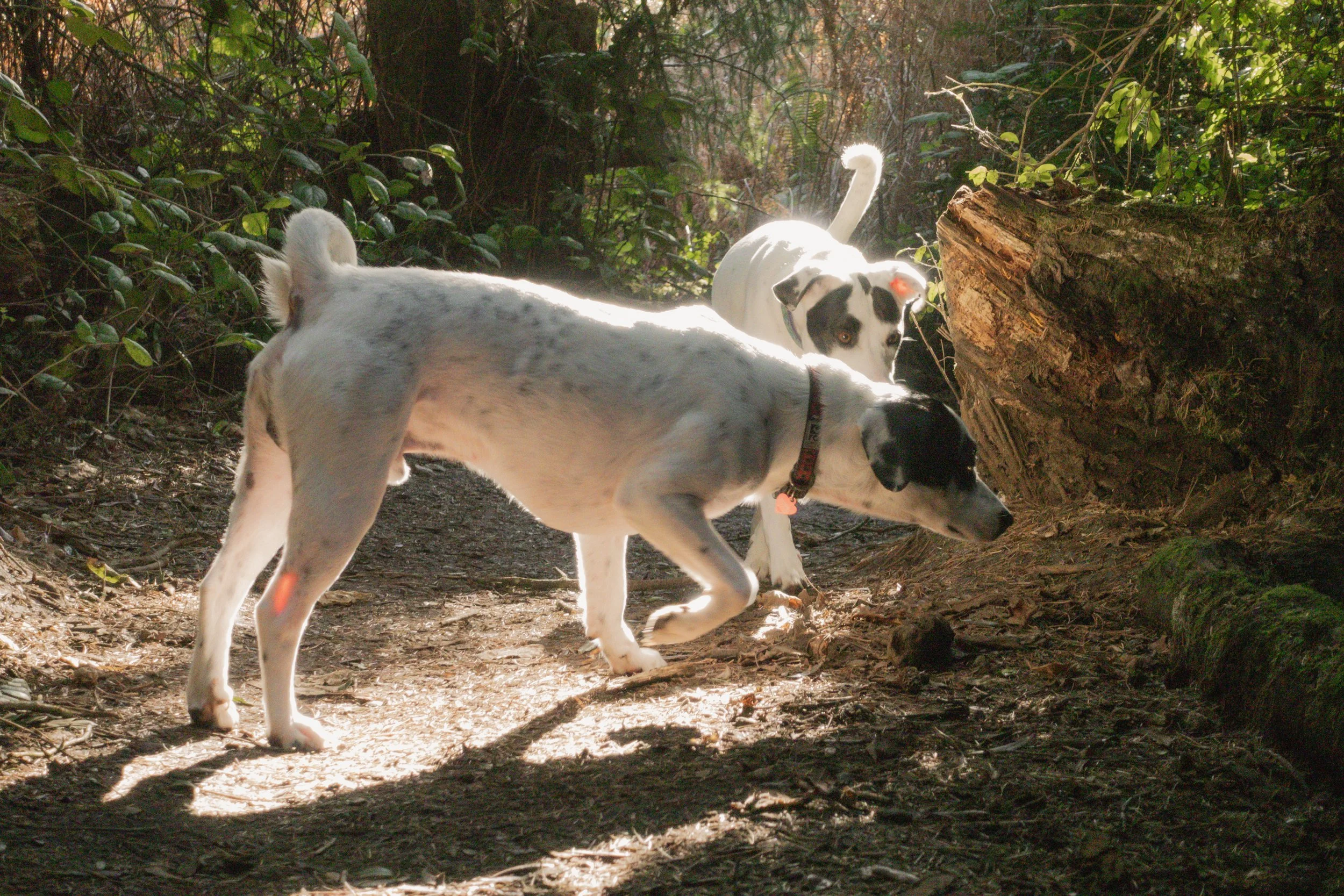 Pets-81.jpg