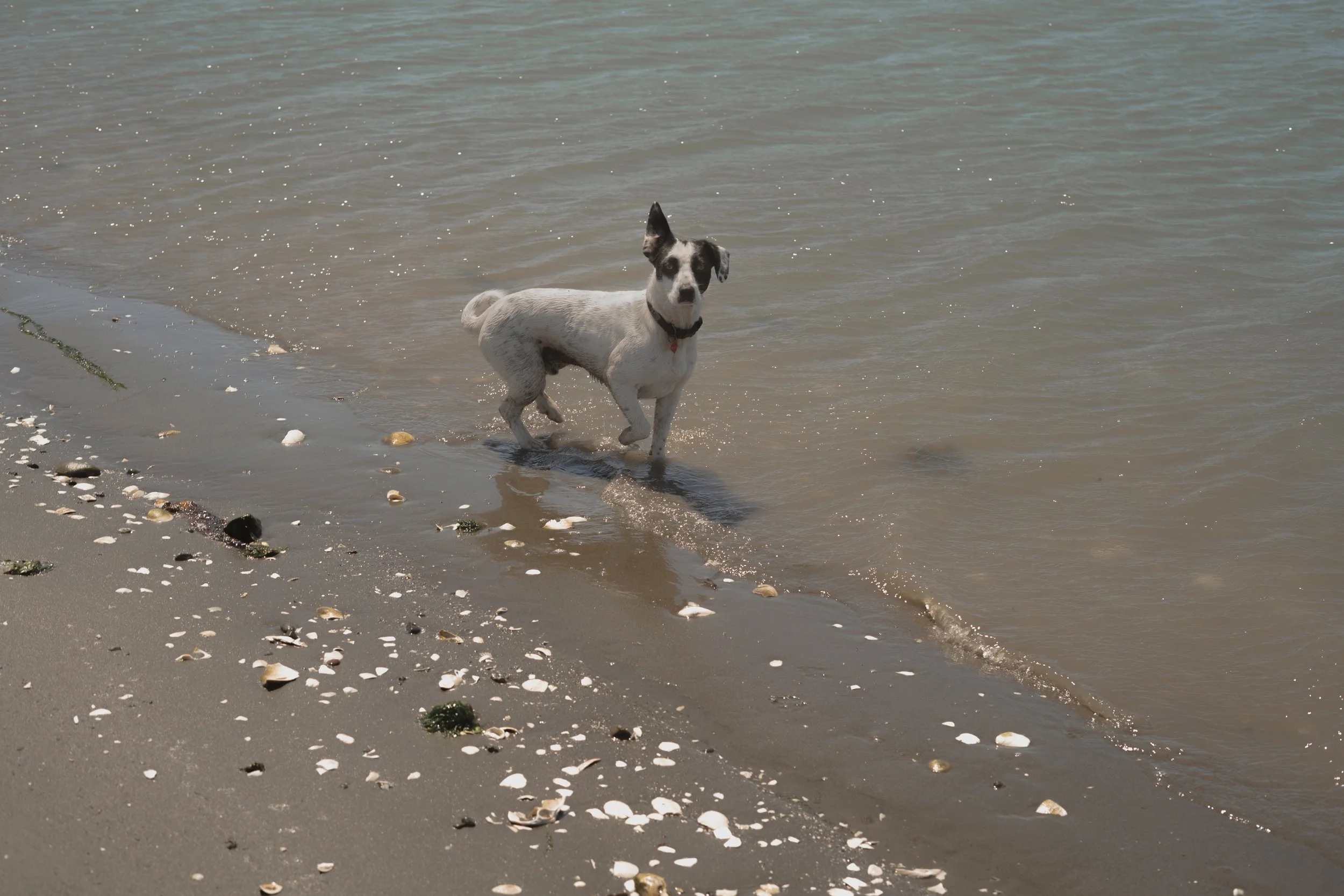Pets-183.jpg