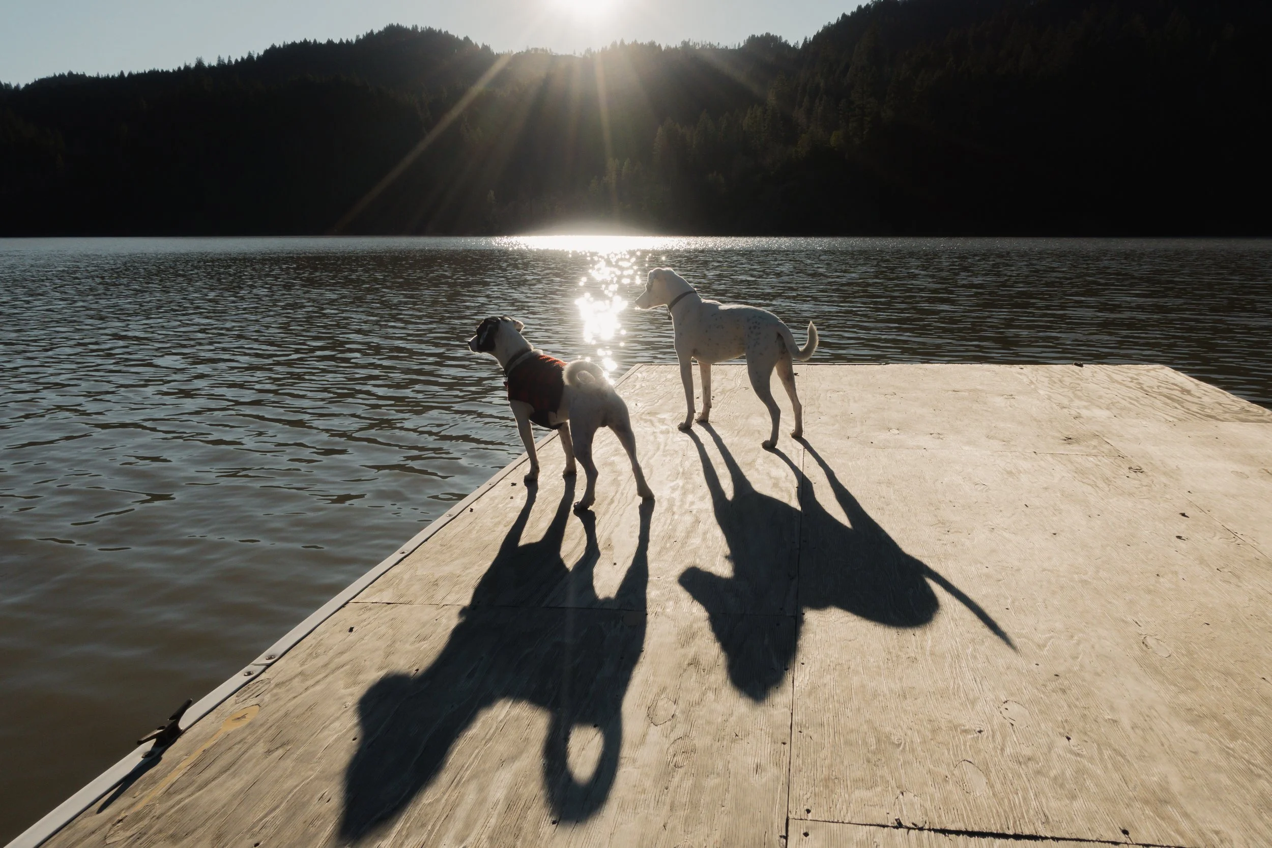 Pets-73.jpg