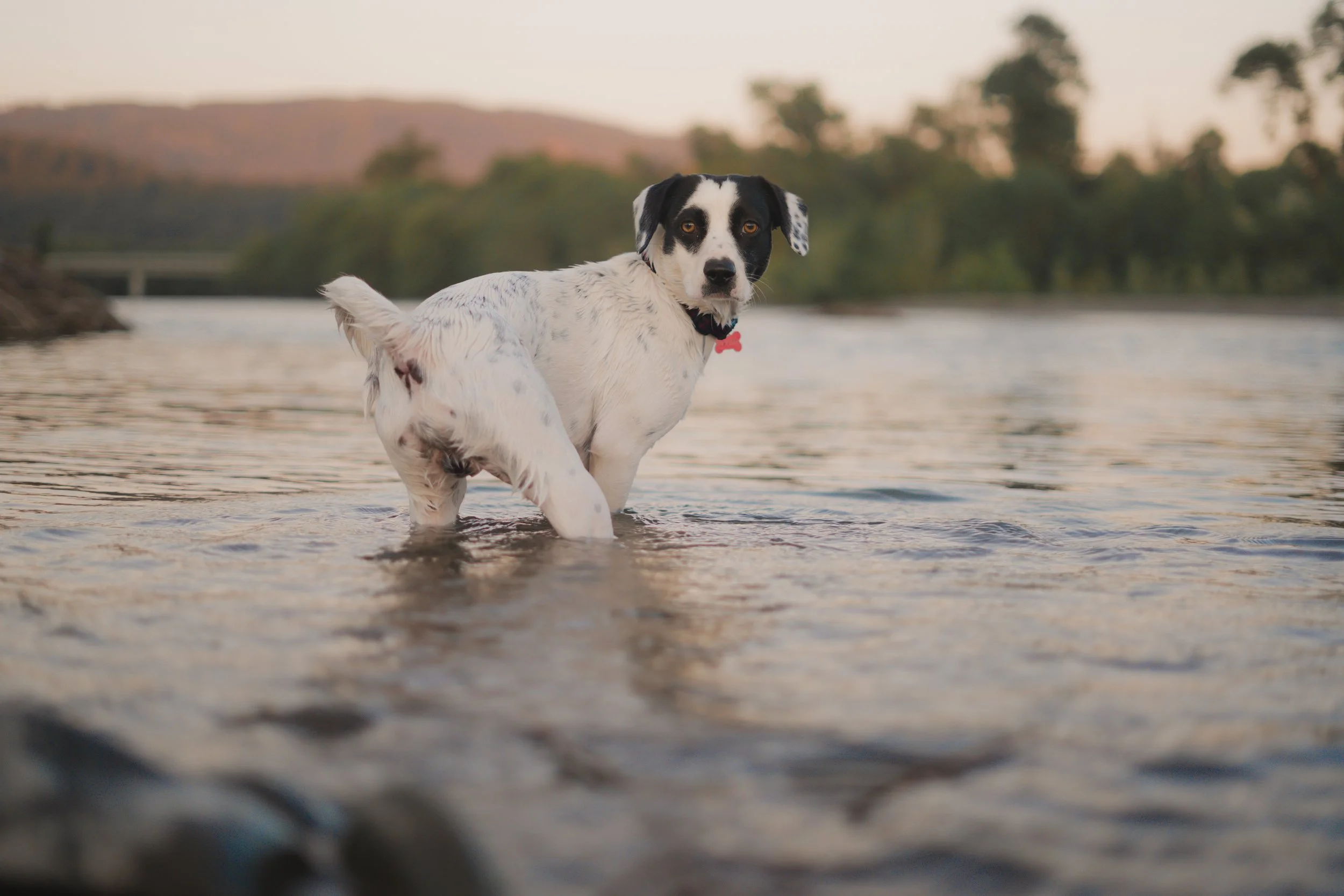 Pets-13.jpg