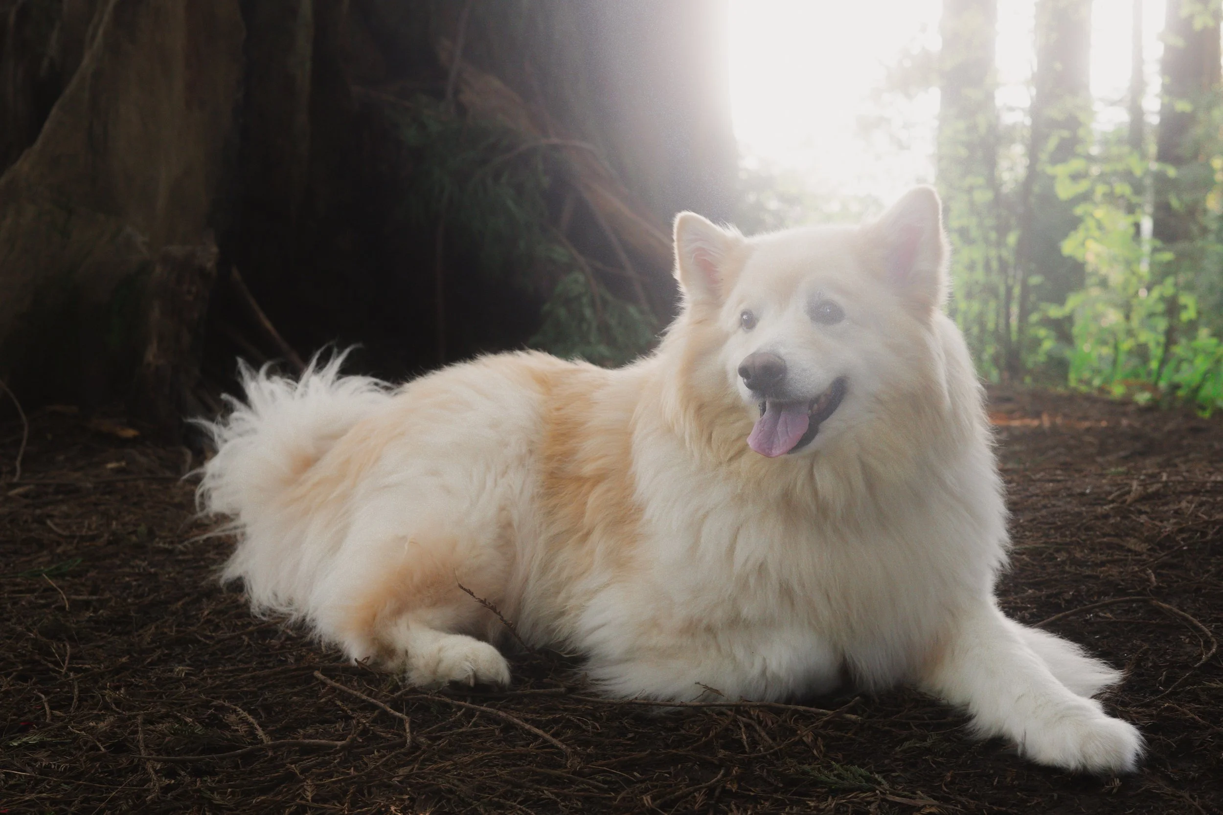 Pets-154.jpg