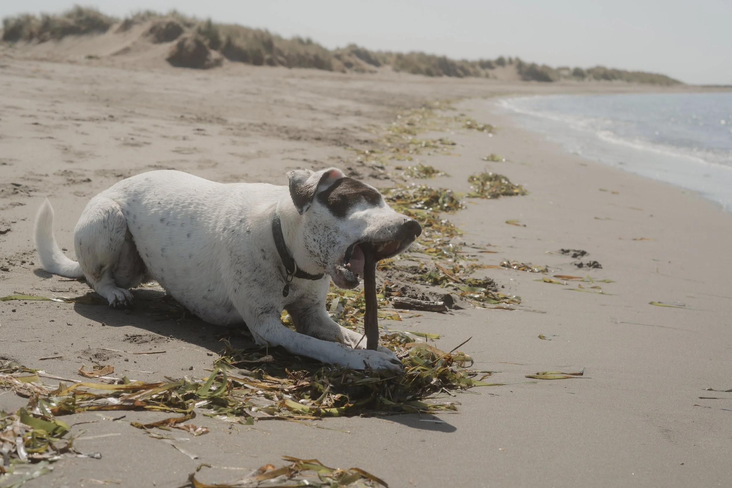 Pets-192.jpg