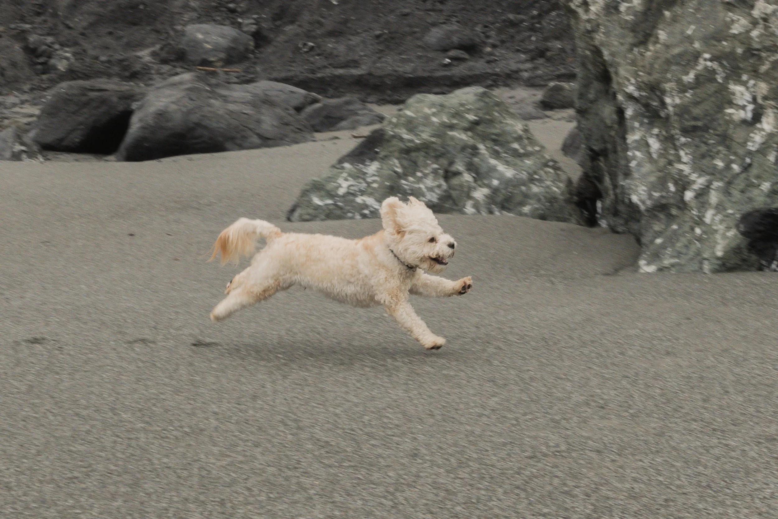 Pets-71.jpg