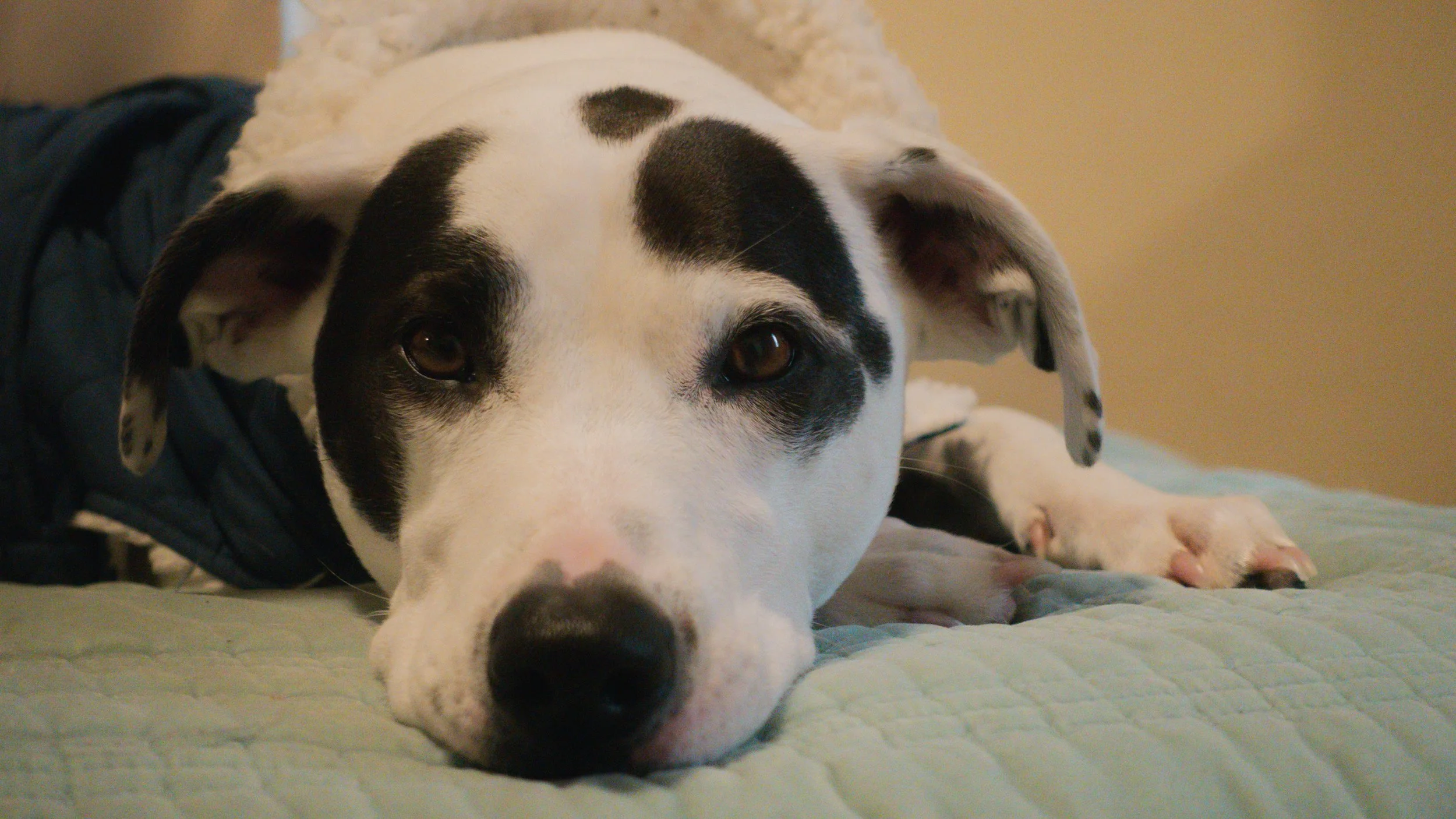 PetCollageOrdered_16.jpg