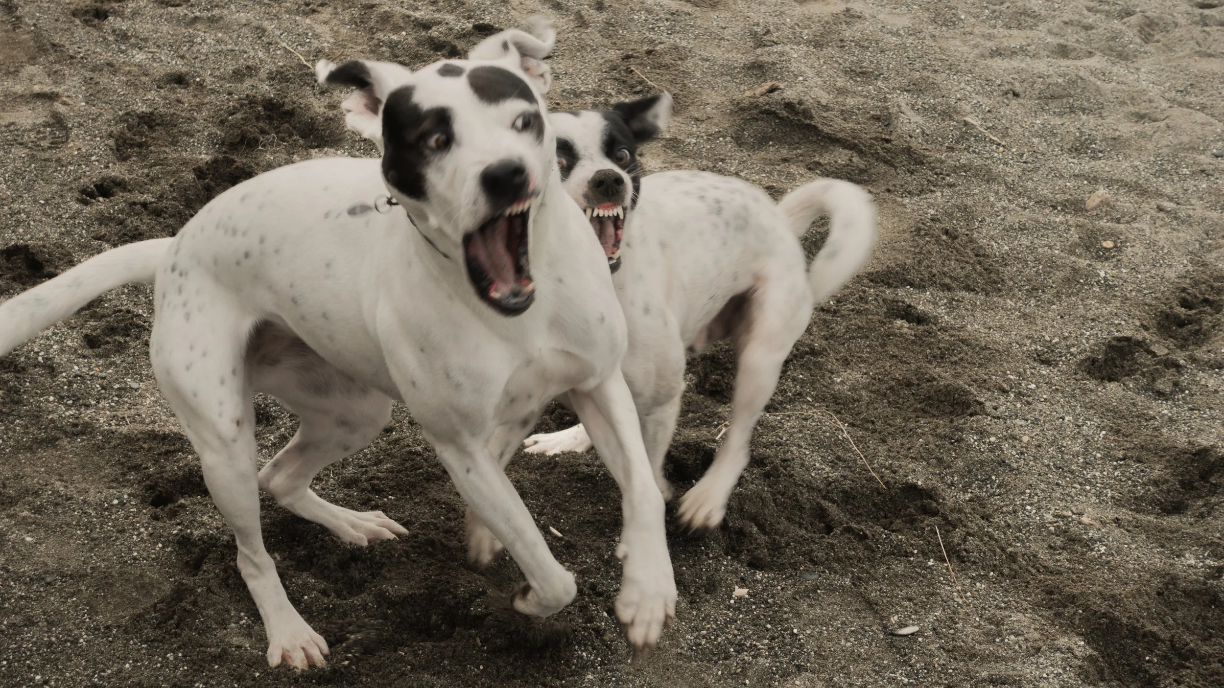 PetCollage_44.jpg