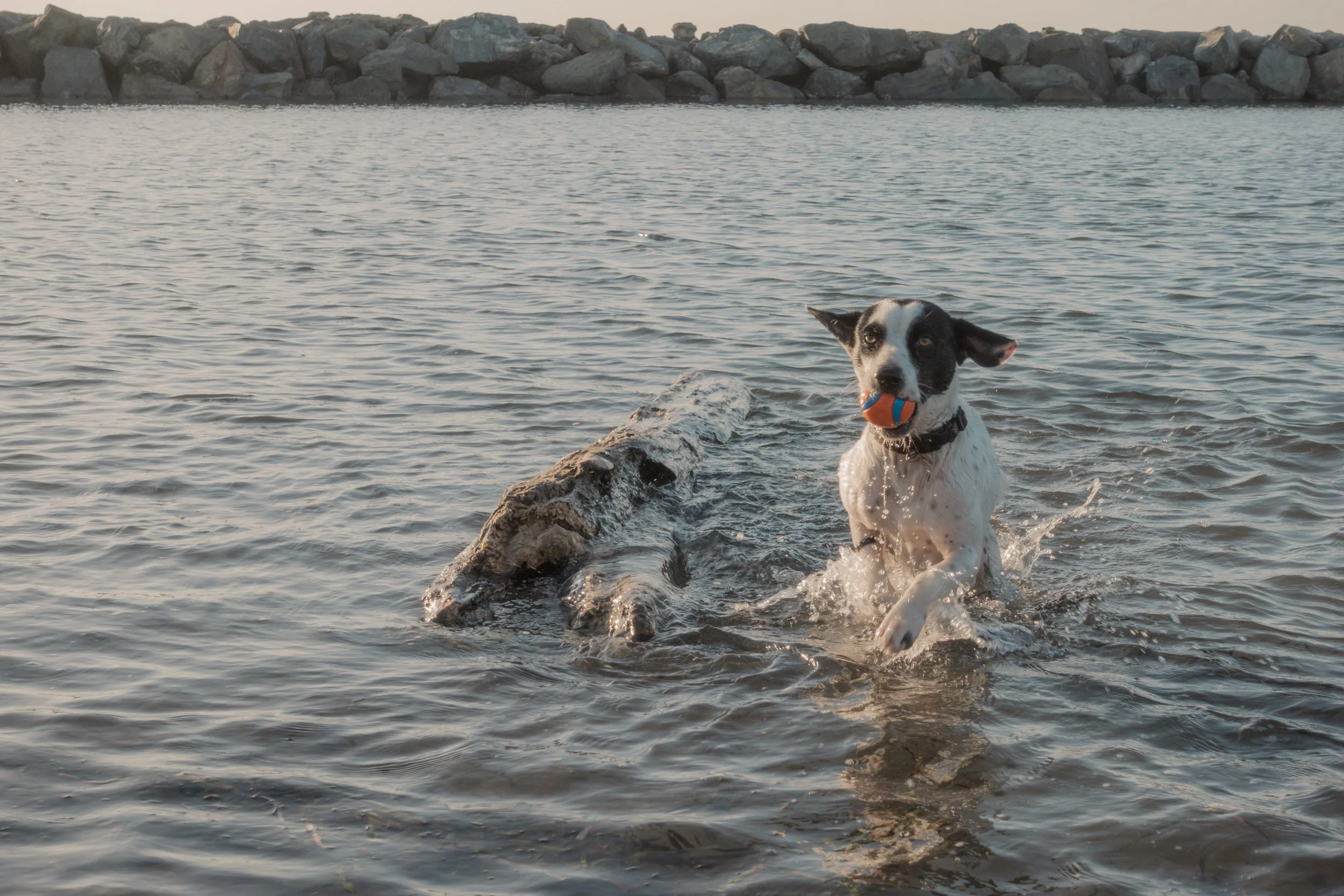 Pets-211.jpg