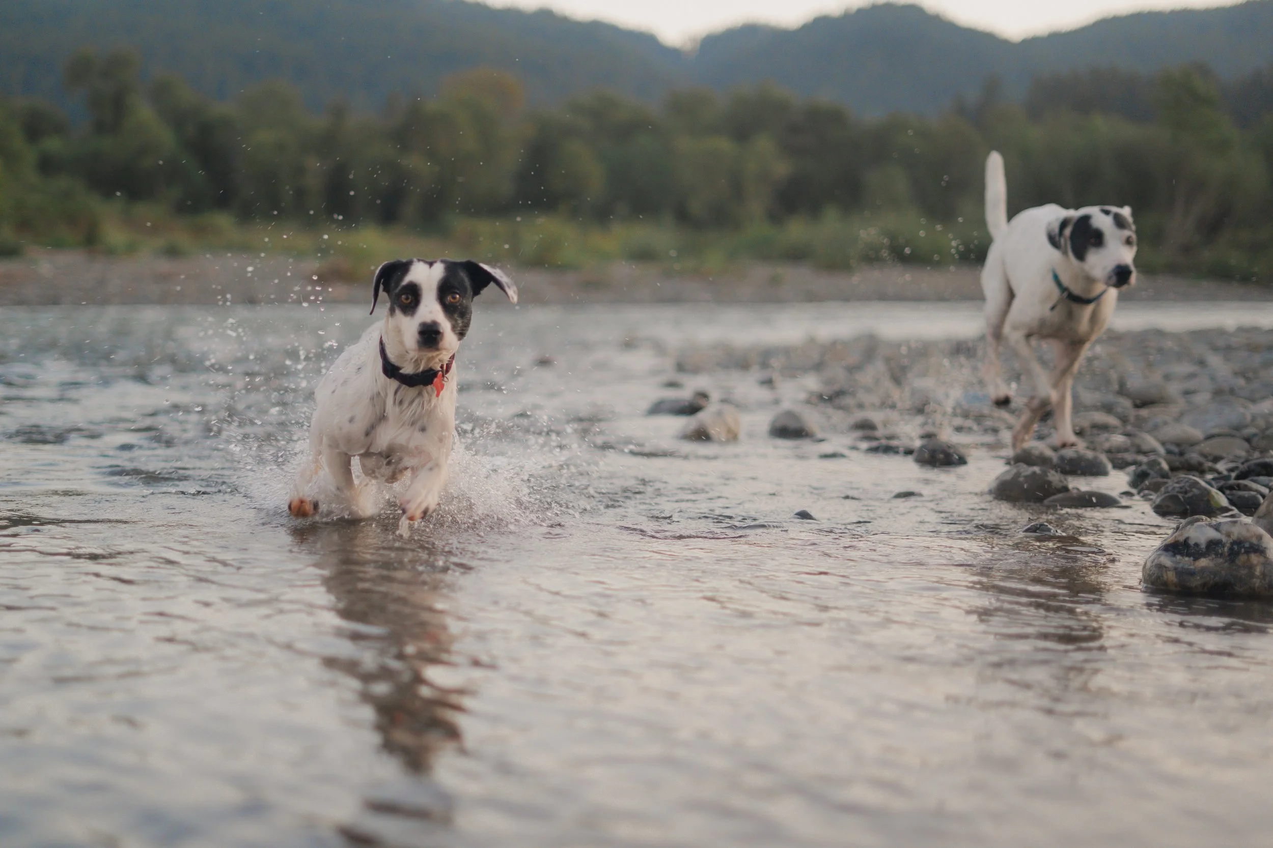 Pets-15.jpg