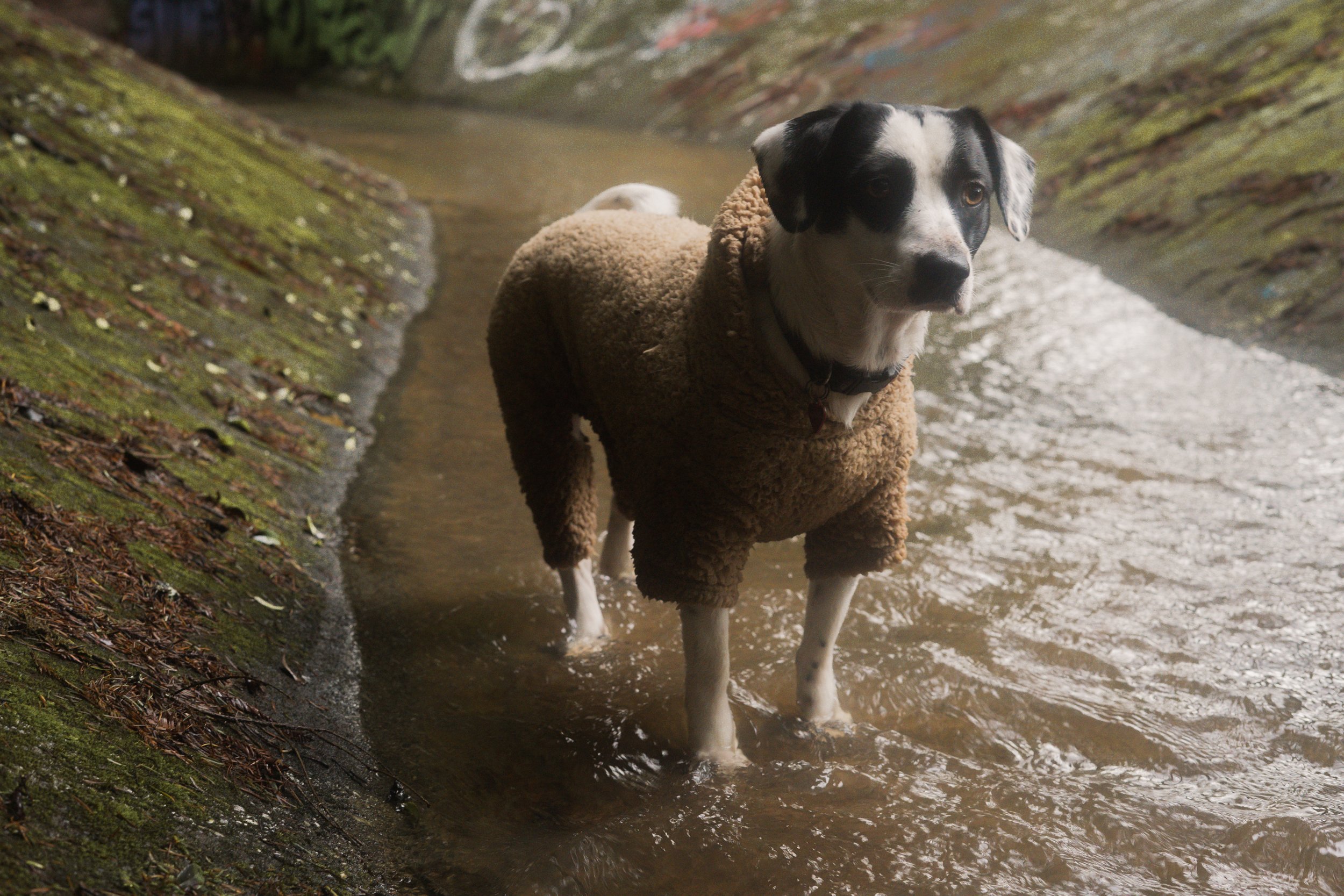 Pets-153.jpg